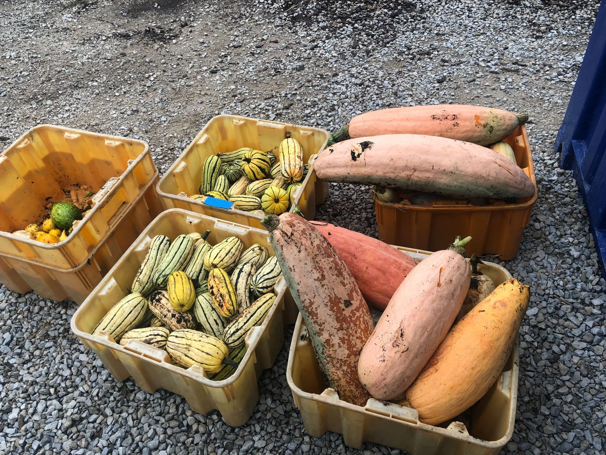 Yellow bins filled with various squashes, including long pink squash and striped green and yellow squash, placed on gravel.