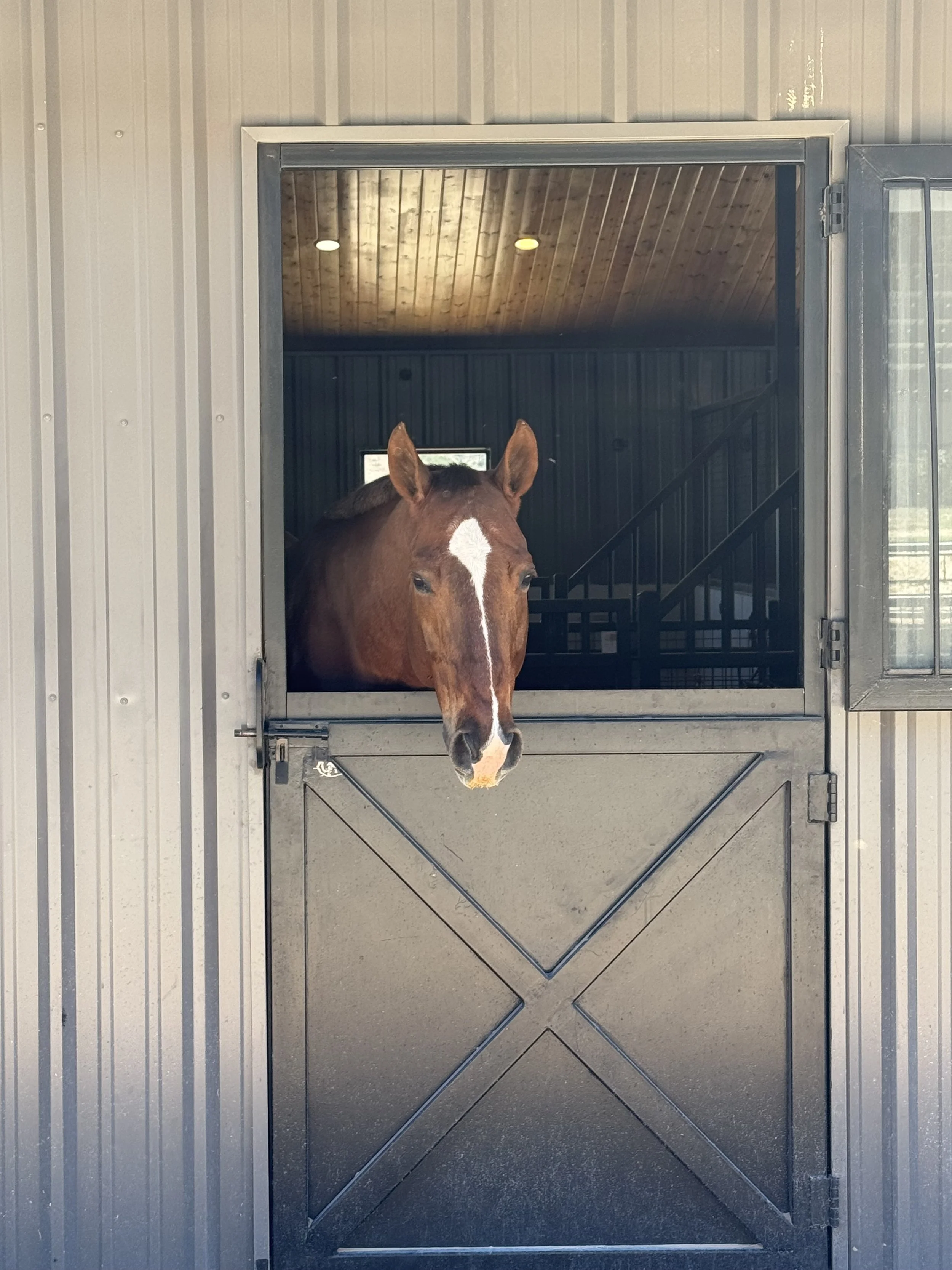 A brown horse peering out of a stable door with a metal frame, inside a barn with wooden ceilings and dark walls.