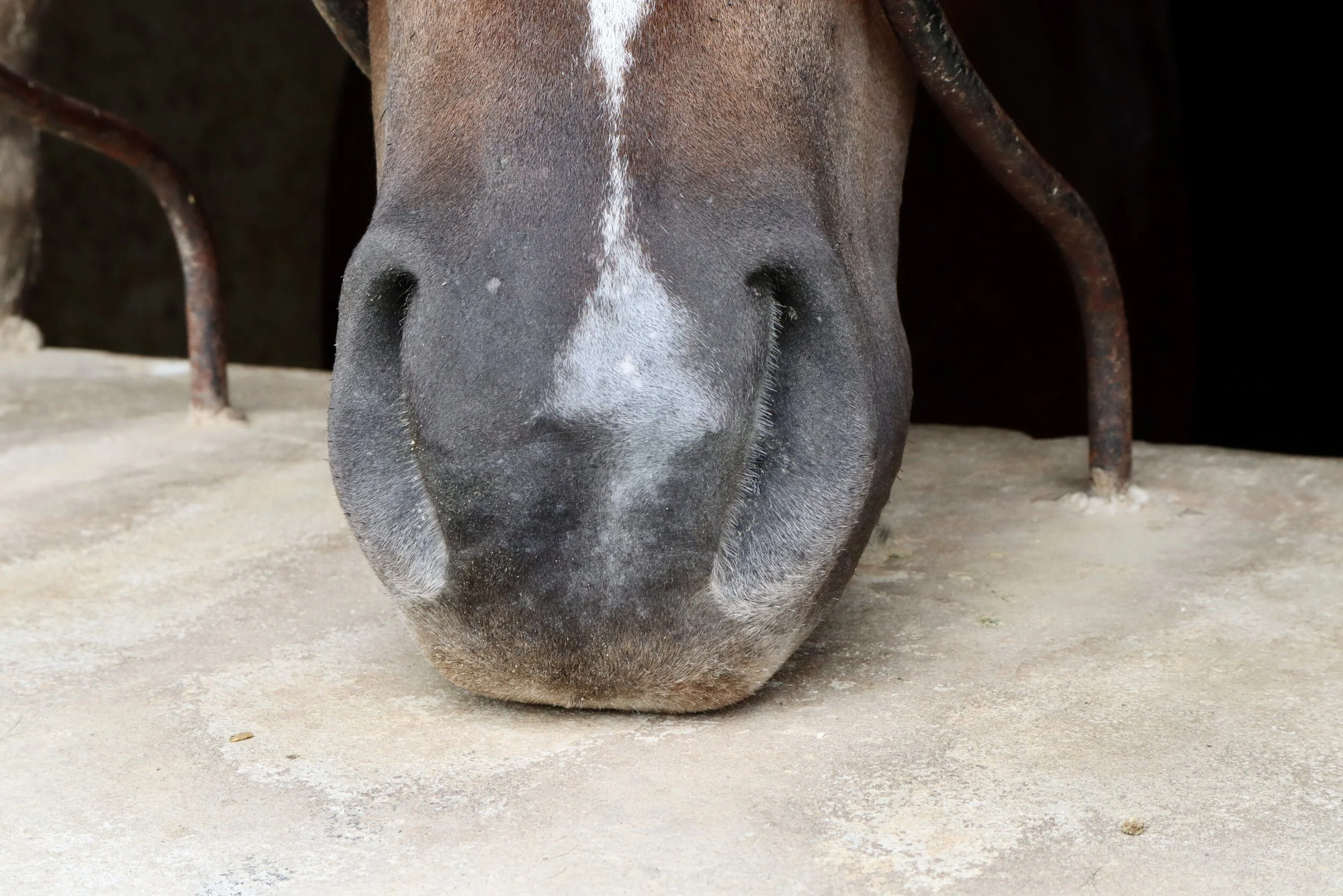 Close-up of a brown horse's face and nose, with the horse's nostrils and muzzle in focus, standing on a concrete surface with a dark background.