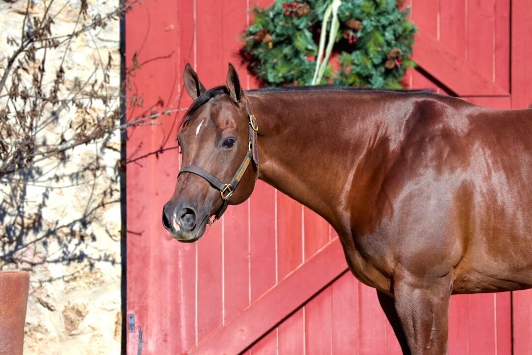 Offered for your Consideration✨

Zippo Erins Best
2013 Gelding &bull; (RLBOS x Zippo Erin)

Andy is suitable for any level rider! Super quiet and easy going. Has been shown successfully in the showmanship, horsemanship, trail, and ready for the equit