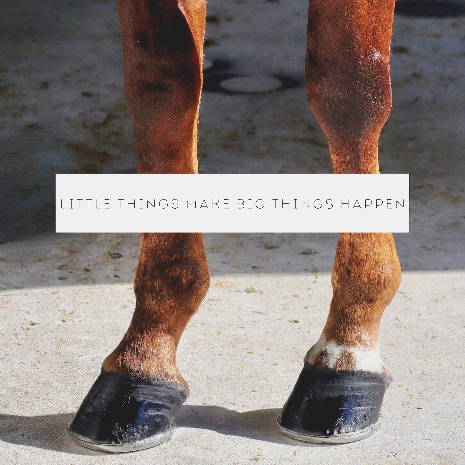 🤎🤍🖤
.
.
.
#horses #showhorses #positivevibes #feelgoodfriday #horseshow #texas #sanmarcostexas #littlethings #quarterhorse #horsesofinstagram #horseriding #equestrian #horselife #quotes #aqhaproud #horselove #dukewilliamsperformancehorses