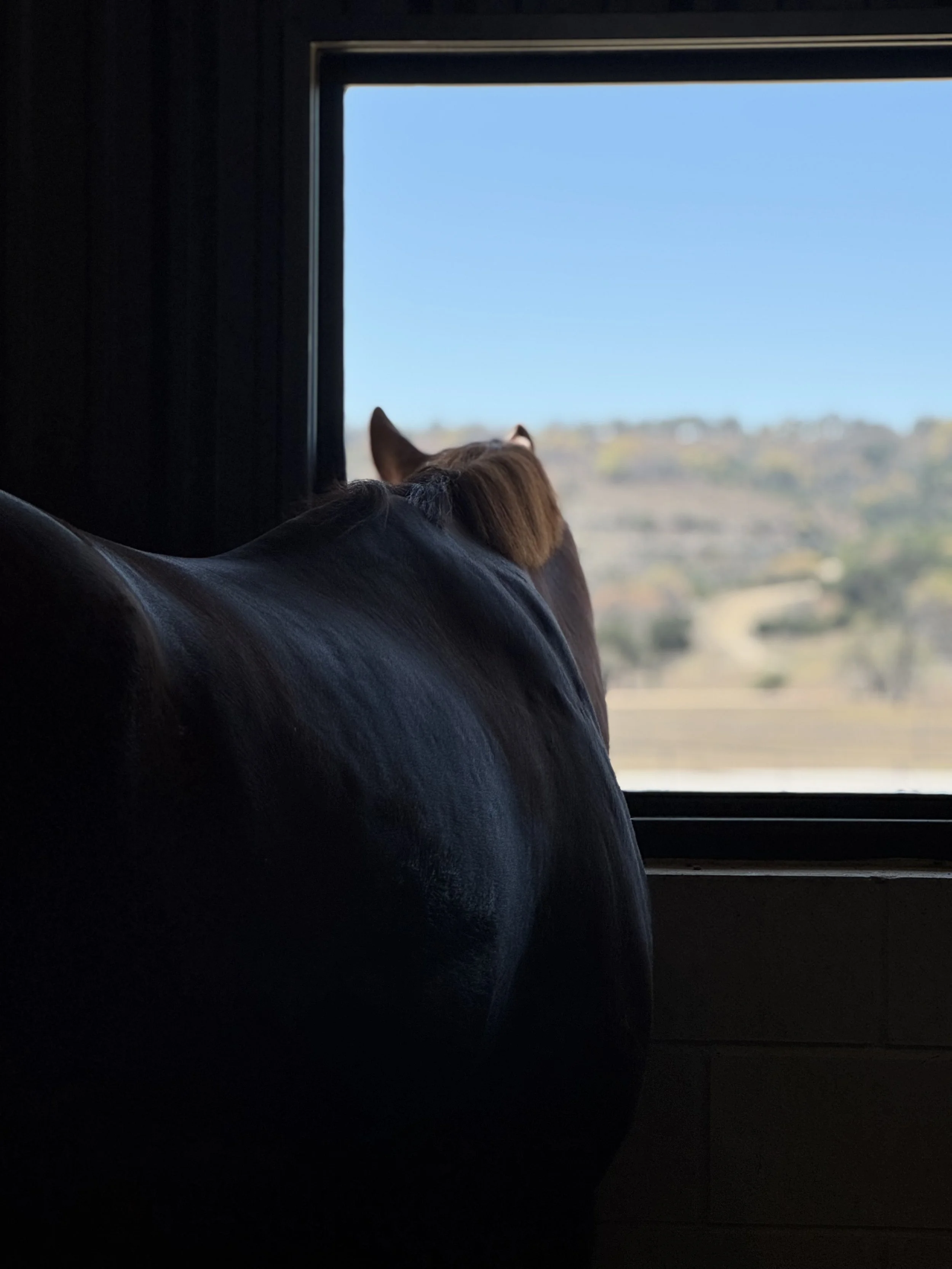 A horse's head visible in front of an open window, with landscape and blue sky outside