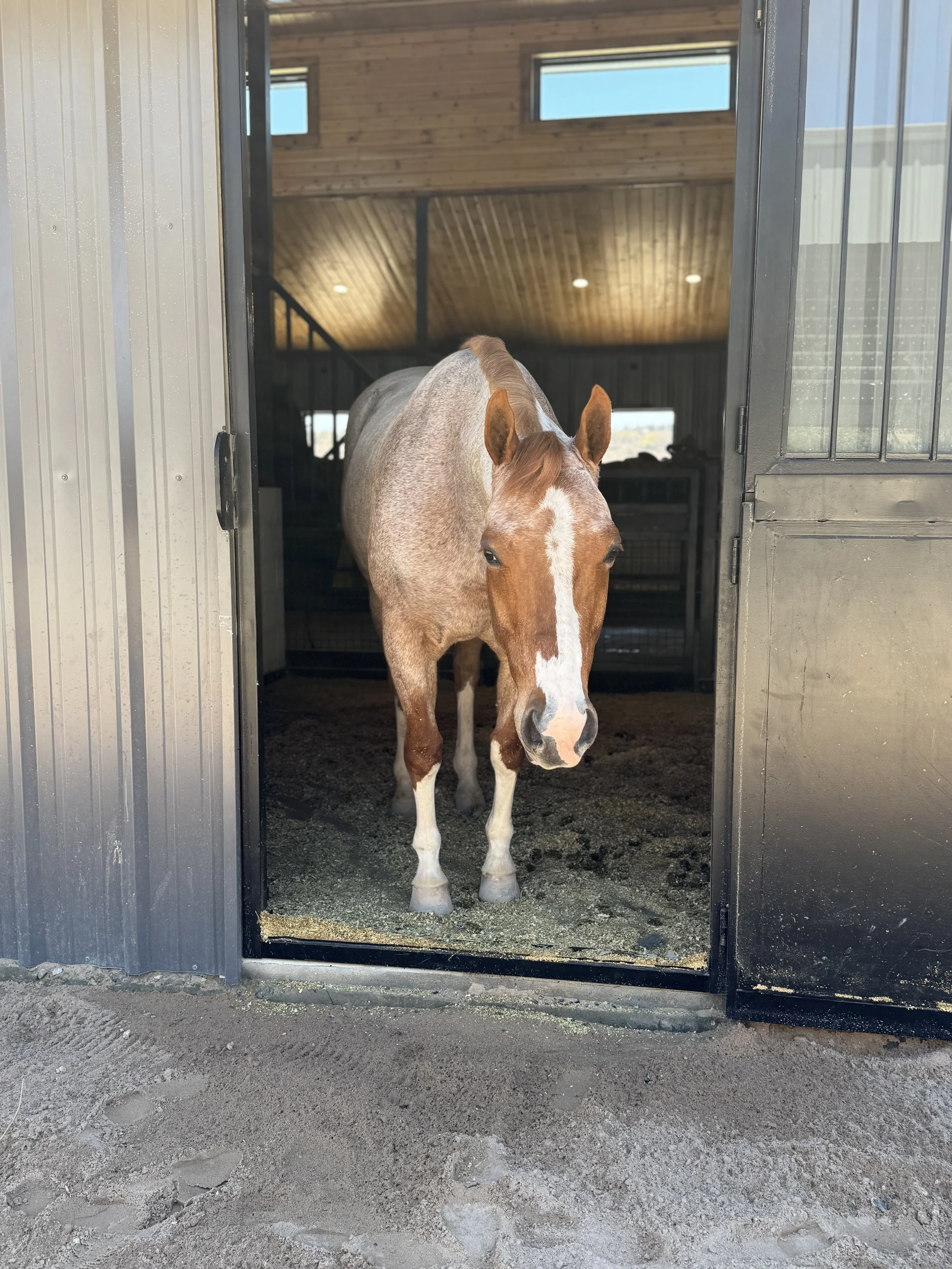 A light brown and white horse standing inside a barn, looking out through an open door.