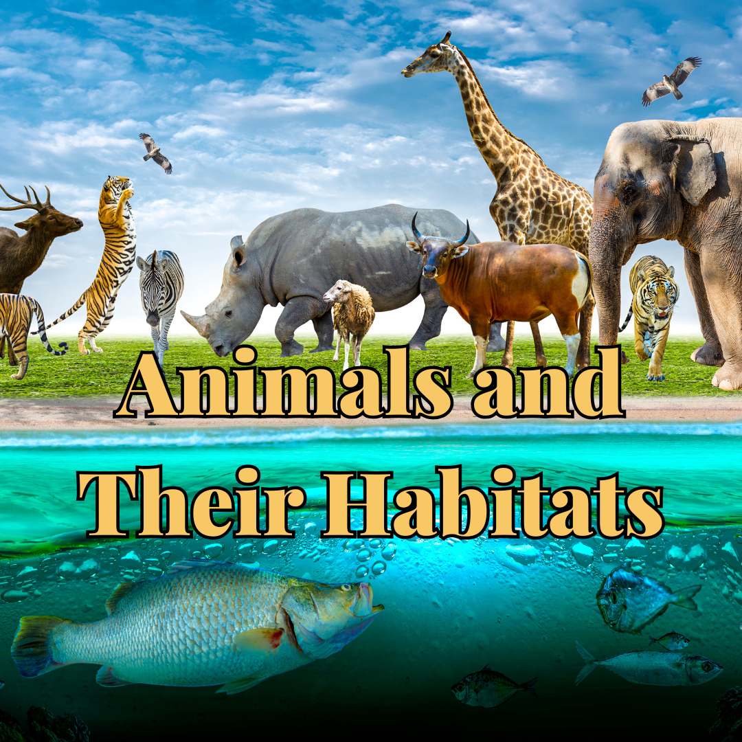 Animals Week .png