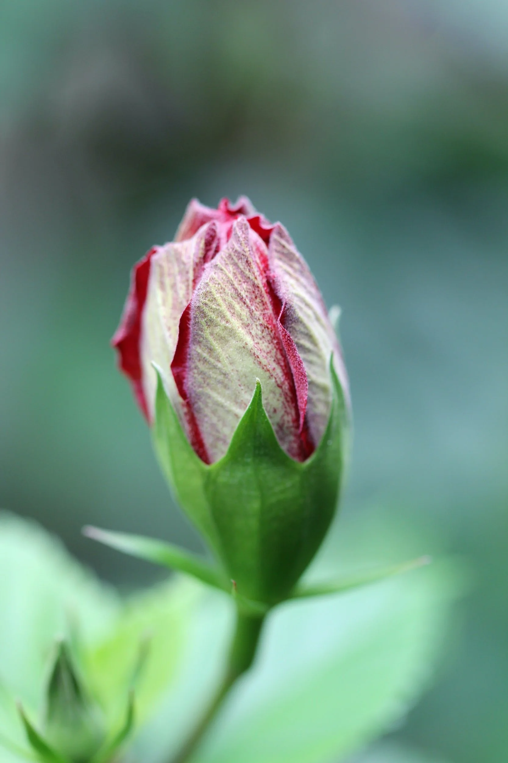 Three Green Flags In a Budding Relationship