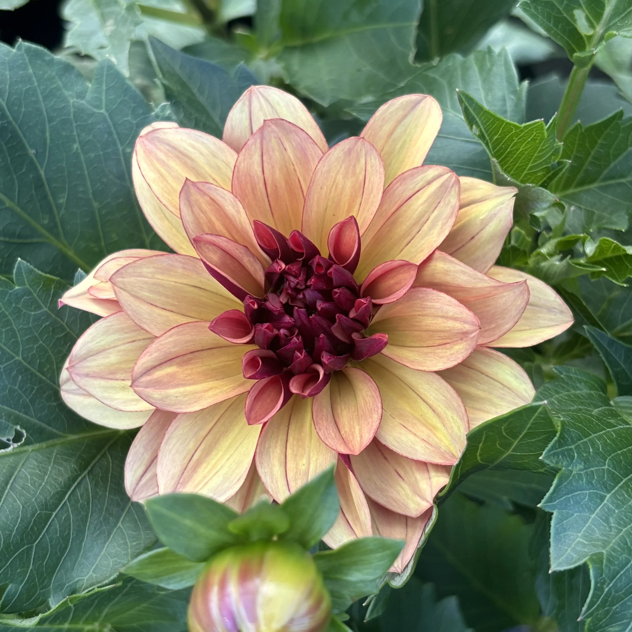 Creme De Cognac: 4" blooms on 24-30" tall plants