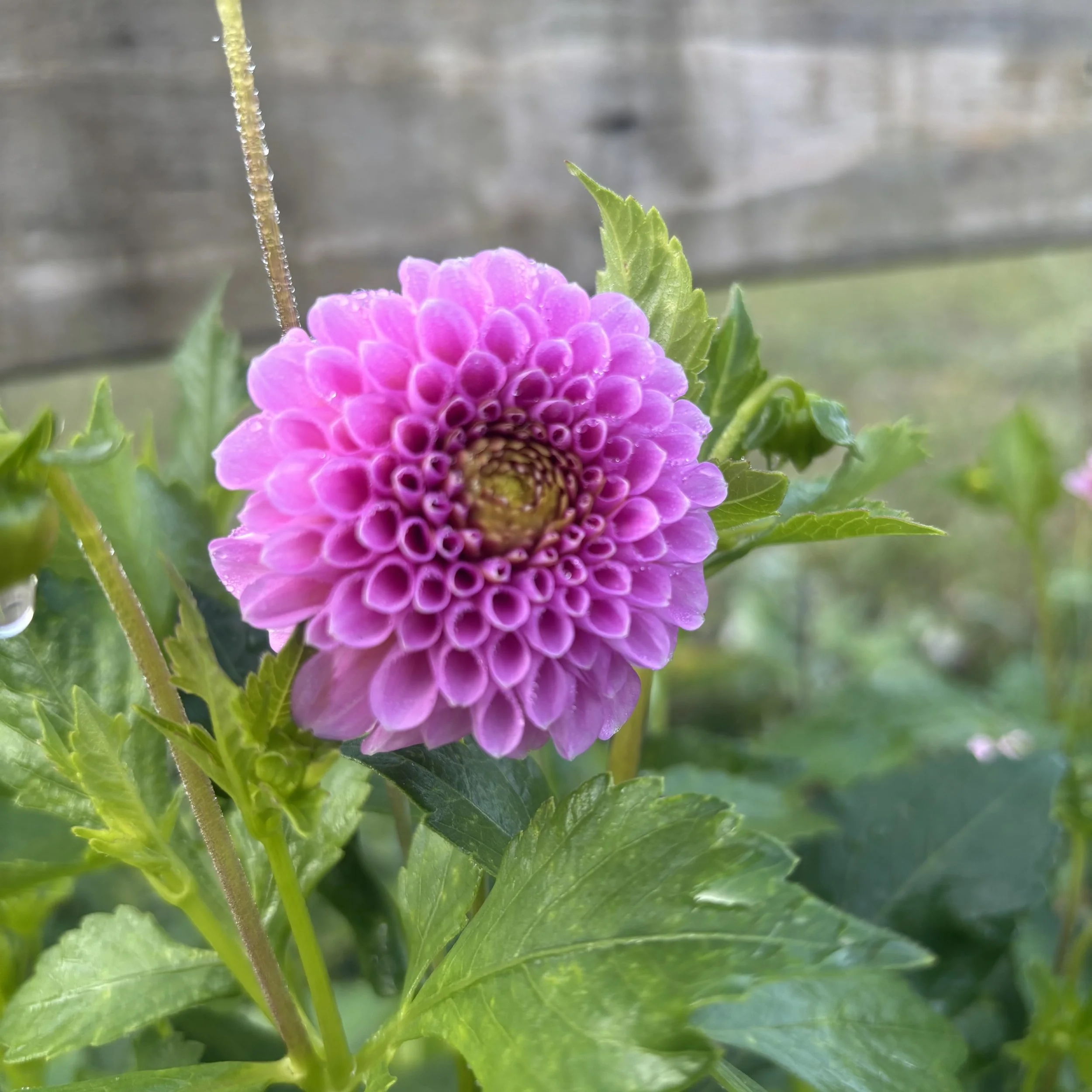 Betty Anne: Up to 2" blooms on 24-36" tall plants