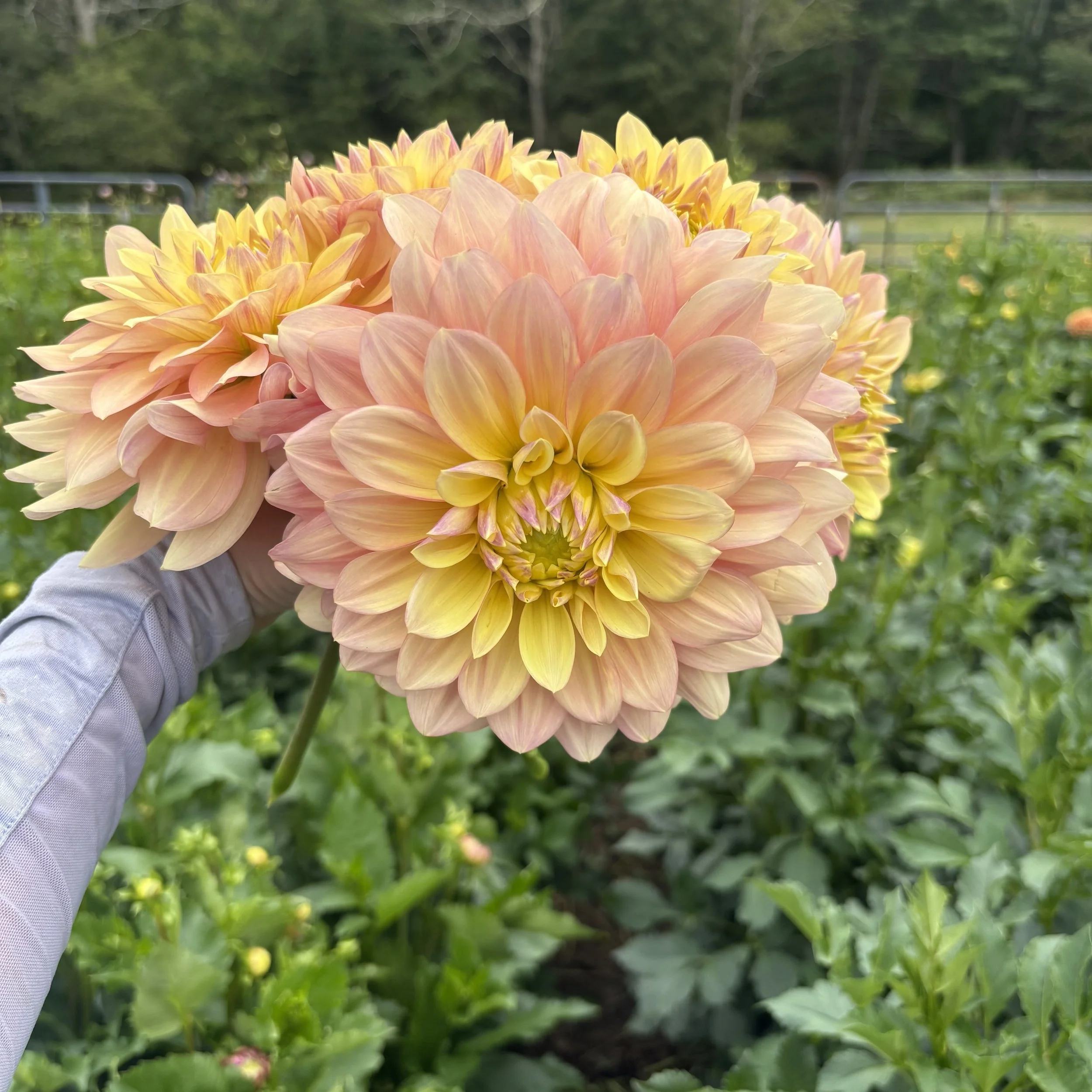 Wyn's New Pastel: 6-10" blooms on 60" tall plants