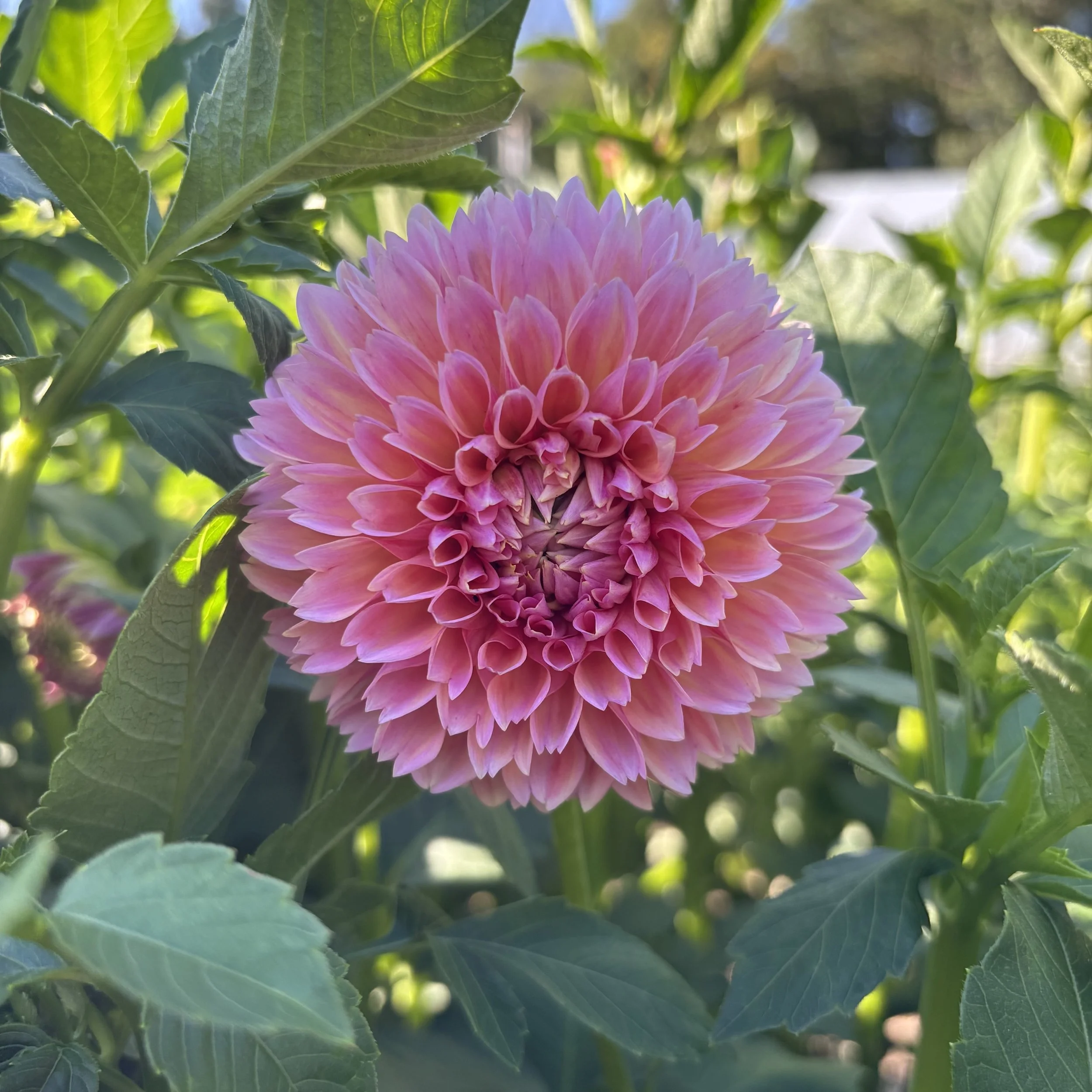 Linda's Baby: 4" blooms on 36" tall plants
