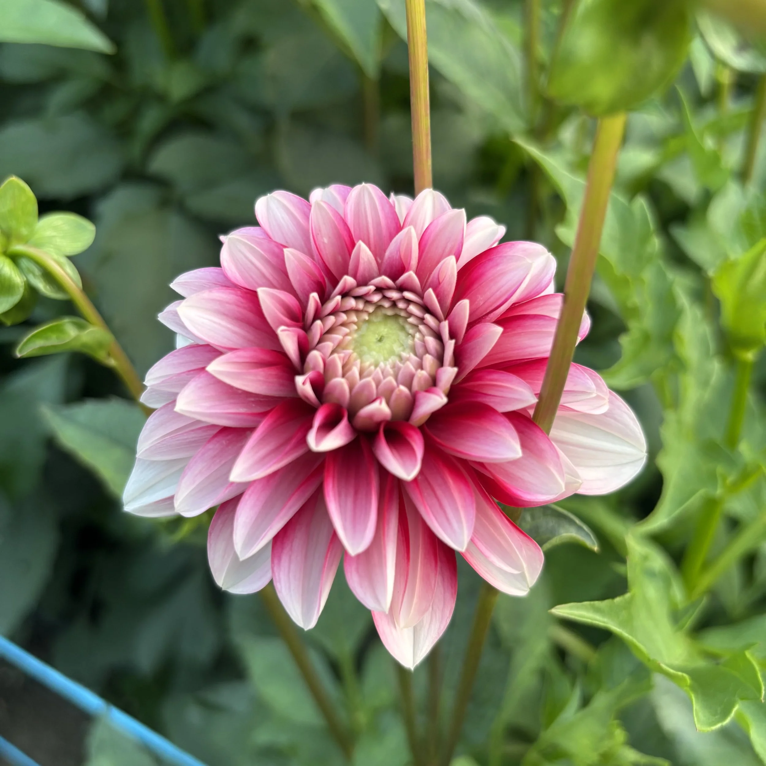 Strawberry Cream: 3" blooms on 36-48" tall plants