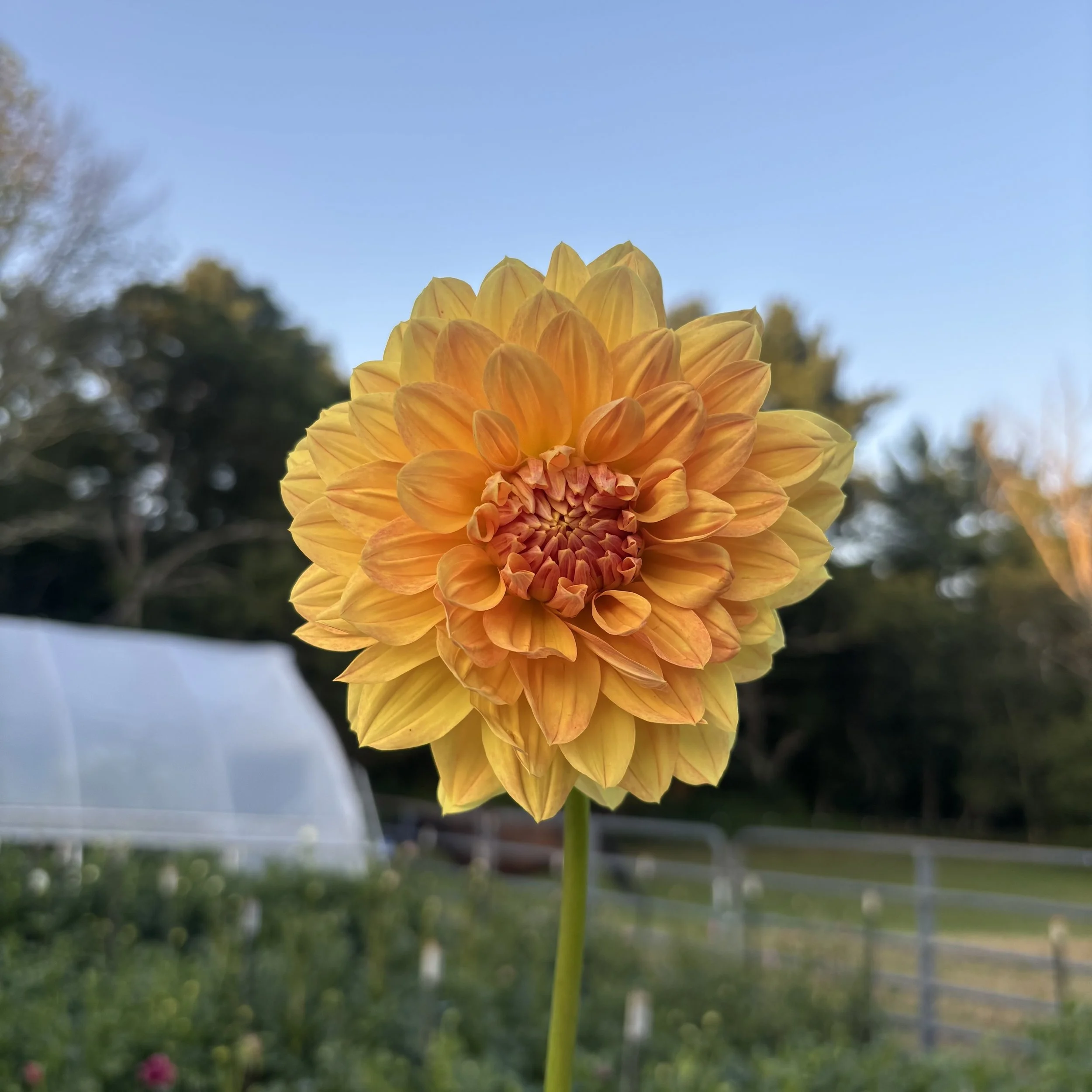 Coseytown Goldilocks*