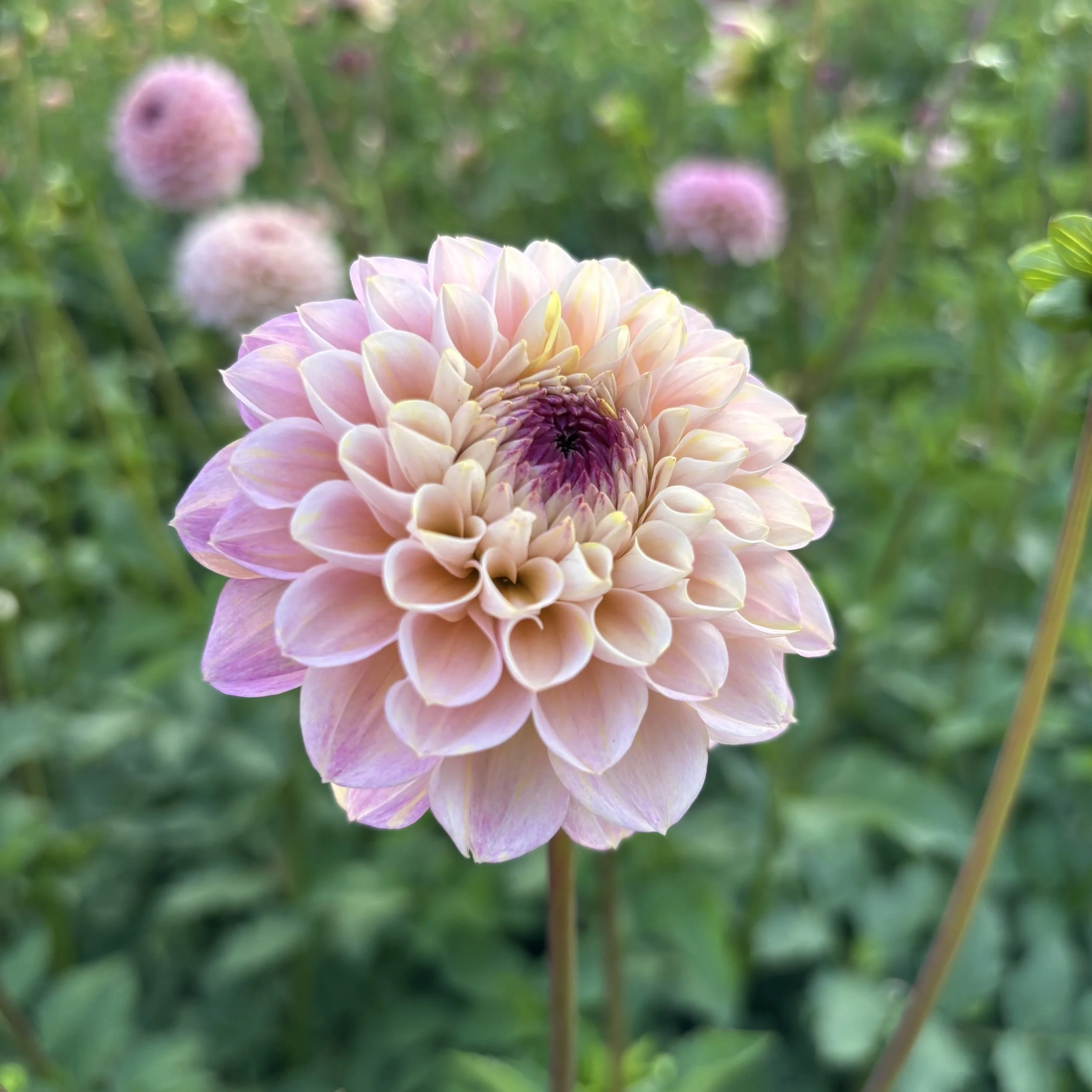 Wine Eyed Jill: 3" blooms on 48" tall plants