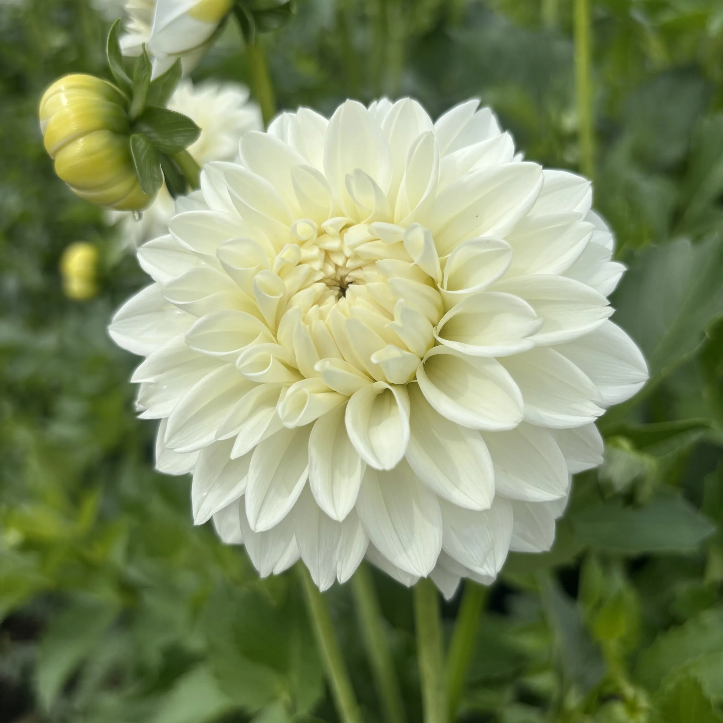 Blizzard: 4" blooms on 48-60" tall plants