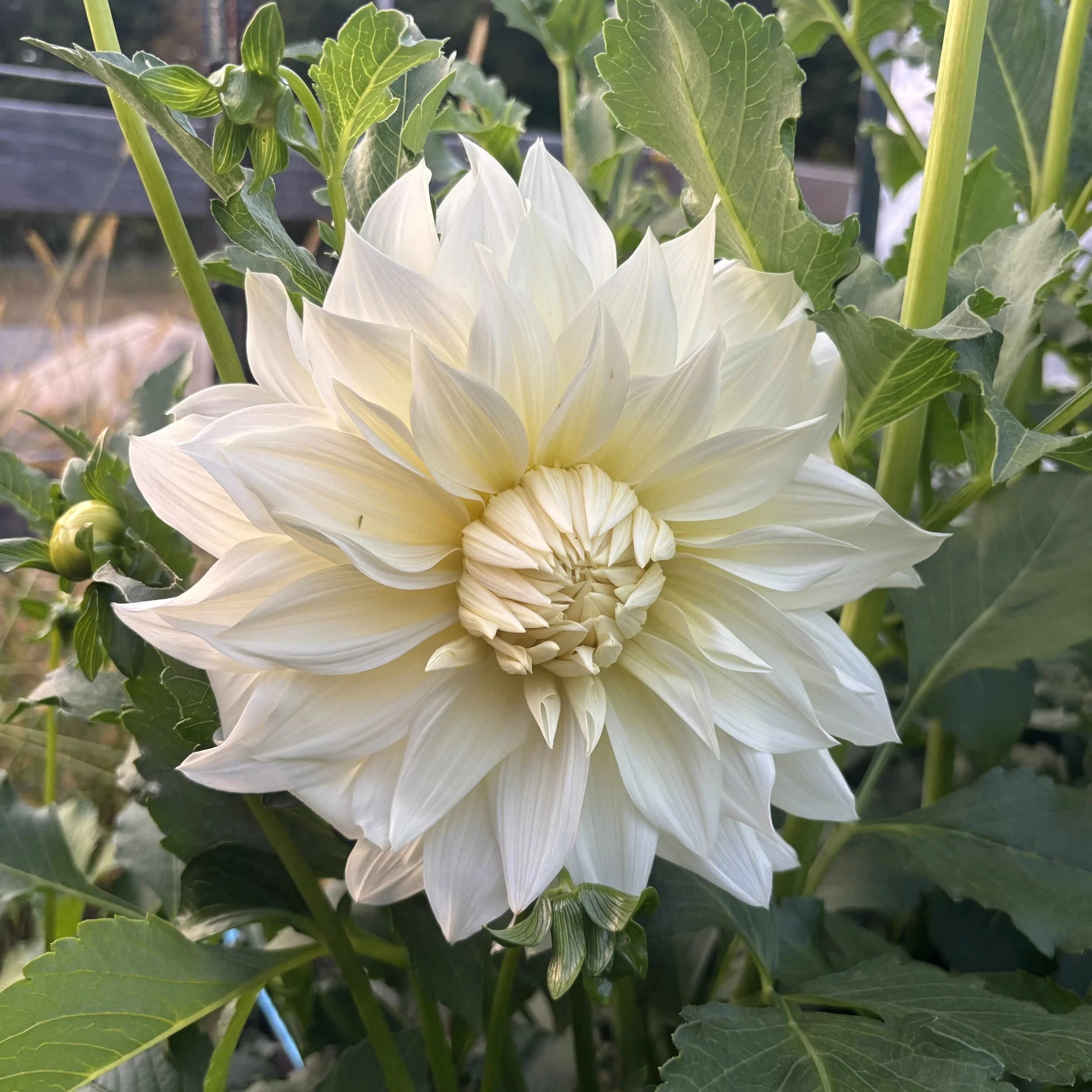 Frozen: 8-10" blooms on 48-60" tall plants