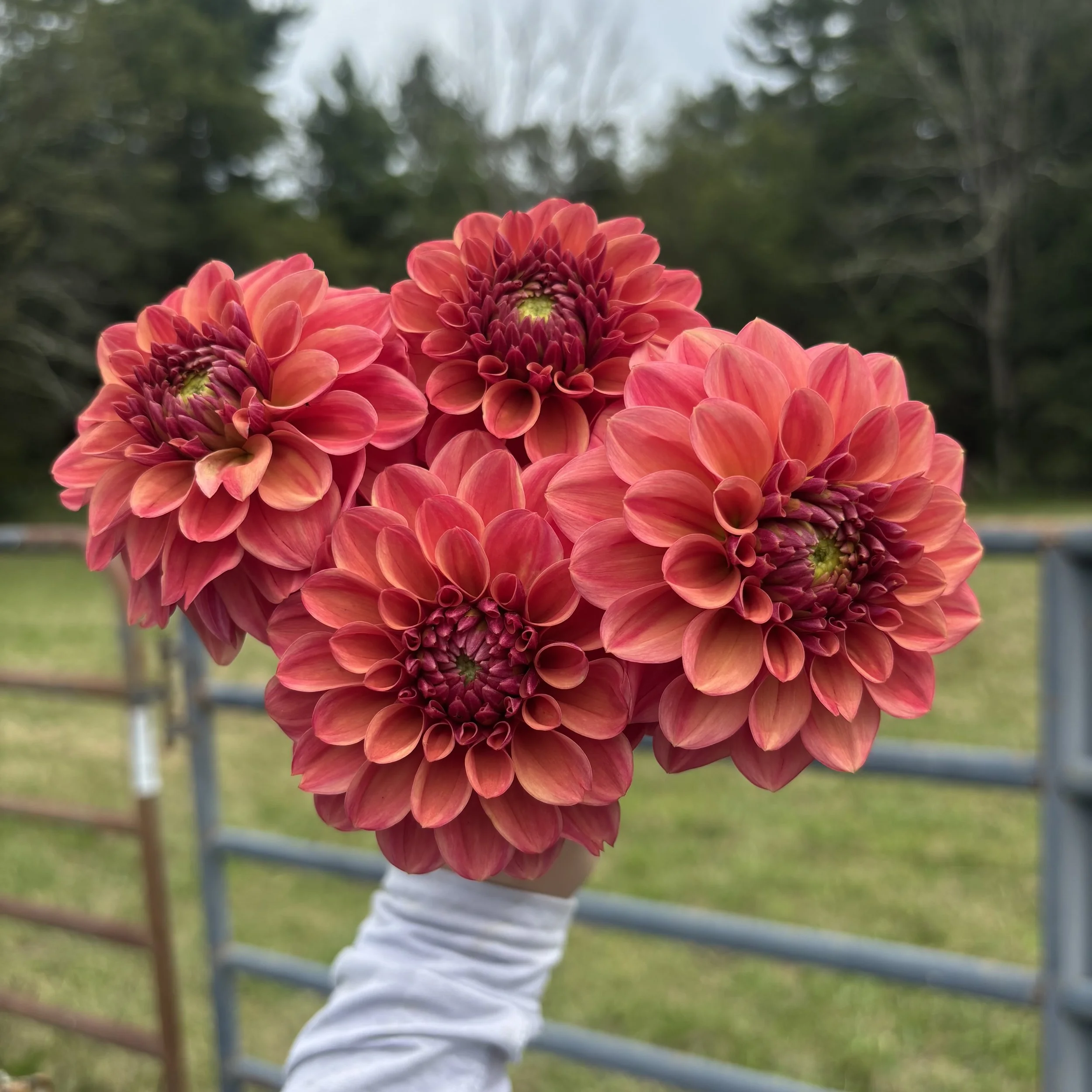 Ice Tea: 3" blooms on 36-48" tall plants