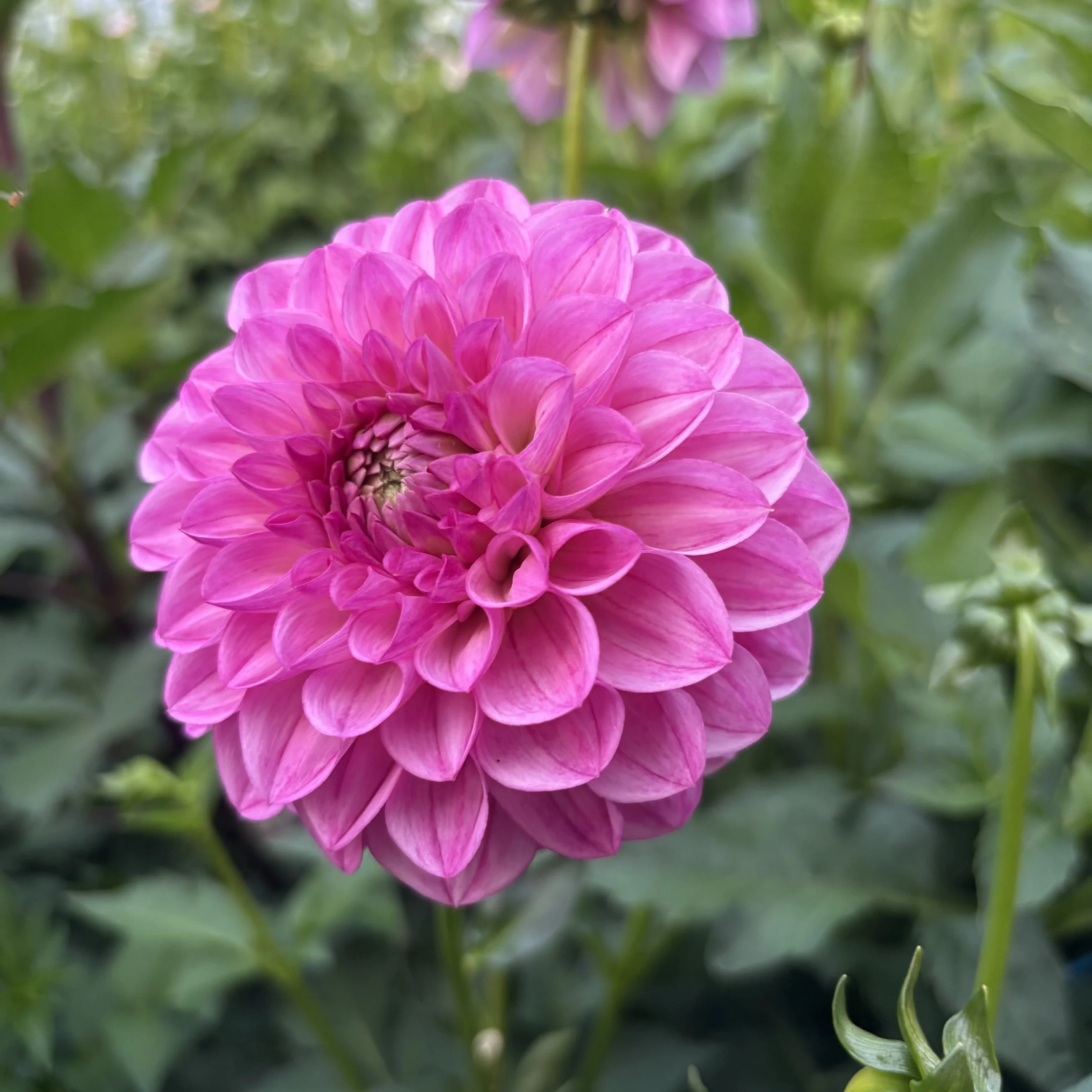 Rebecca Lynn: 3" blooms on 36" tall plants