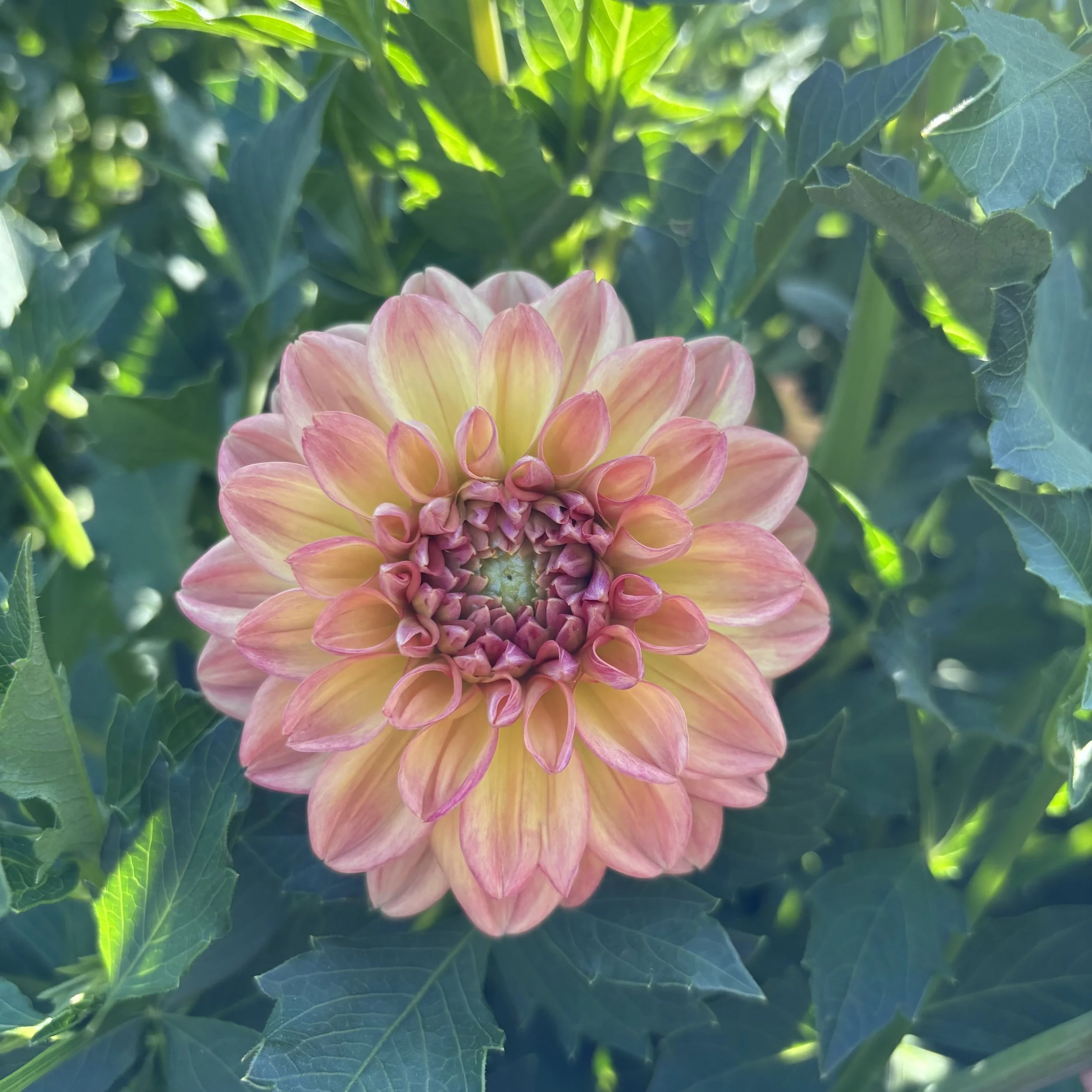 Lark's Ebbe: 4" blooms on 24-36" tall plants