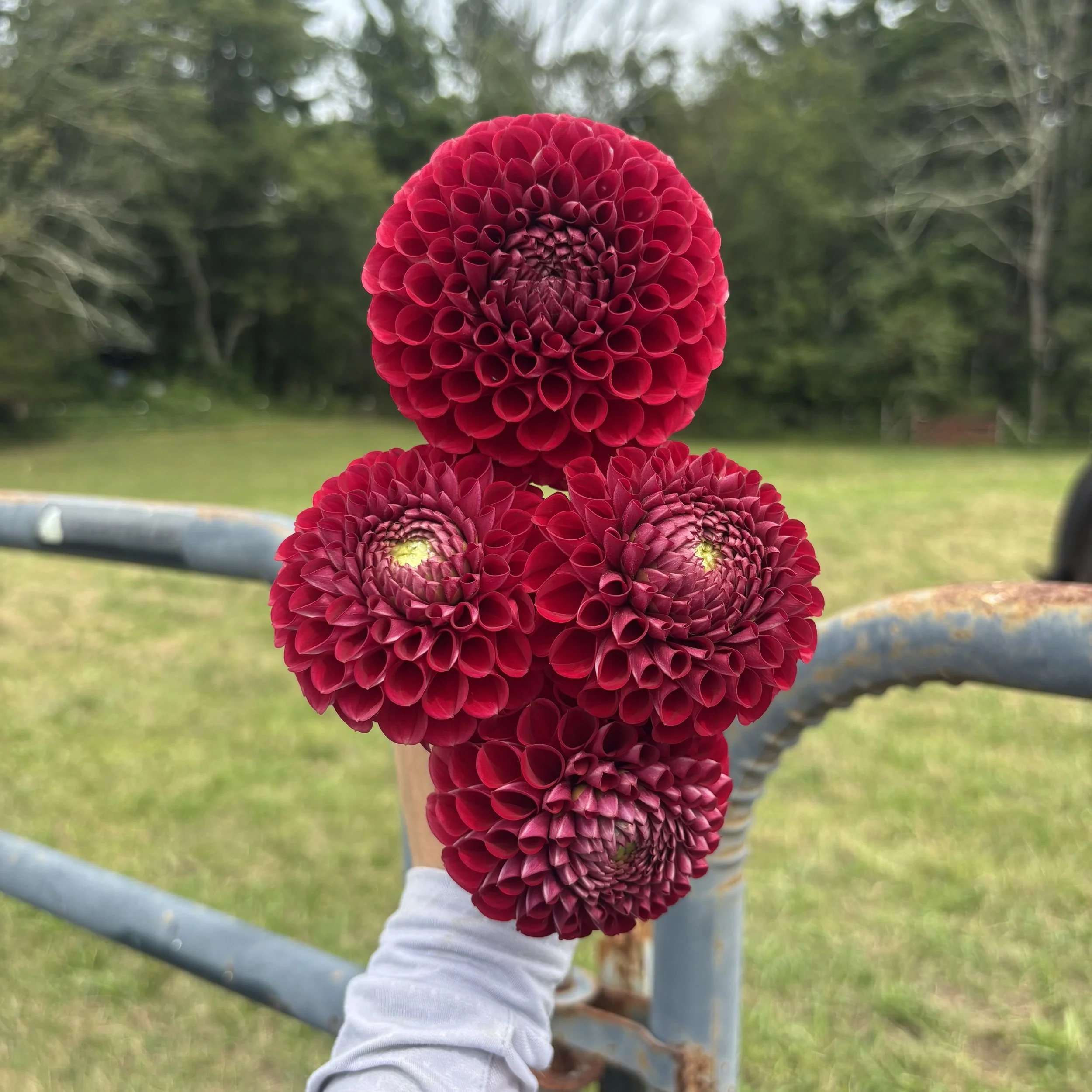 Cornel: 3" blooms on 36-48" tall plants