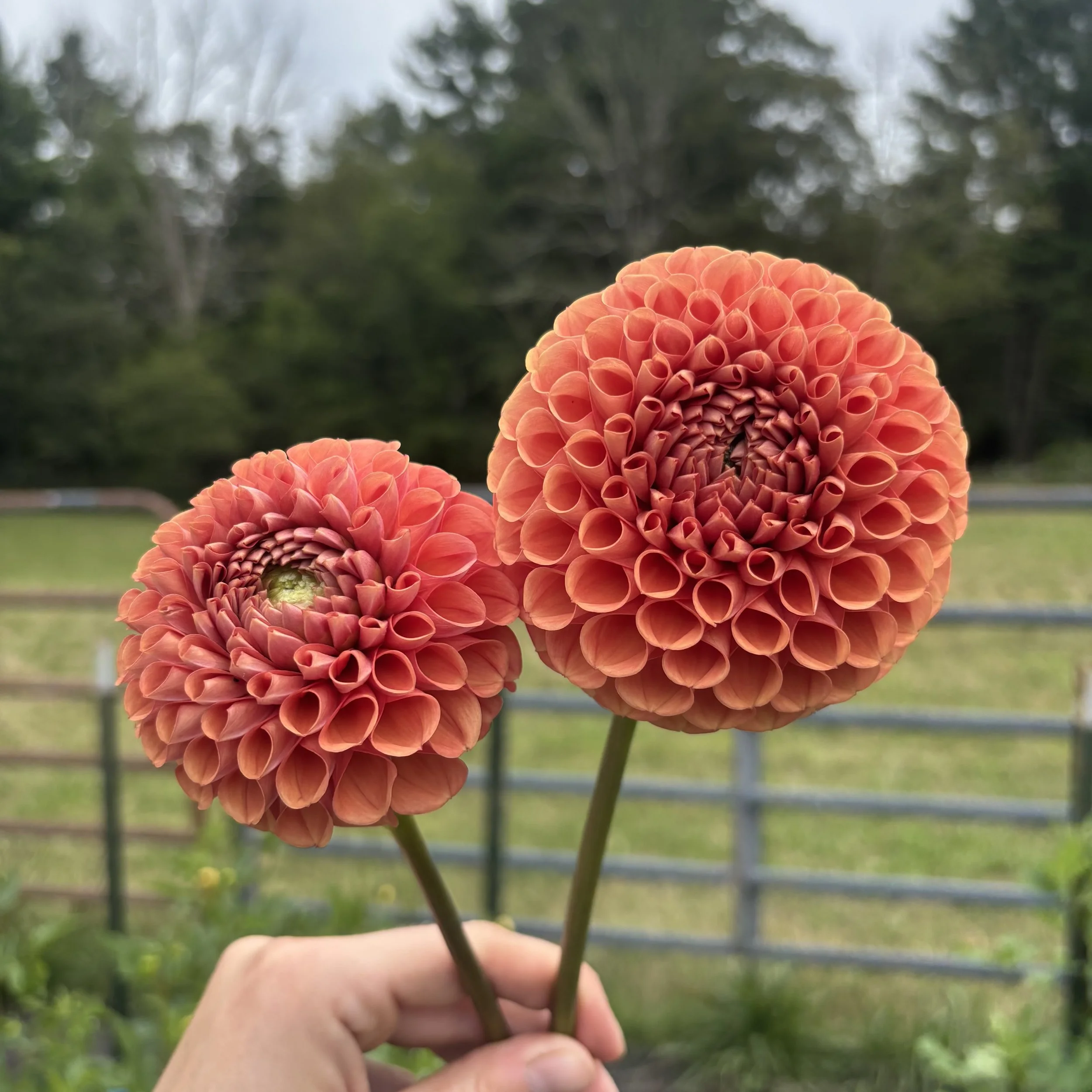 Cornel Bronze: 3" blooms on 36-48" tall plants