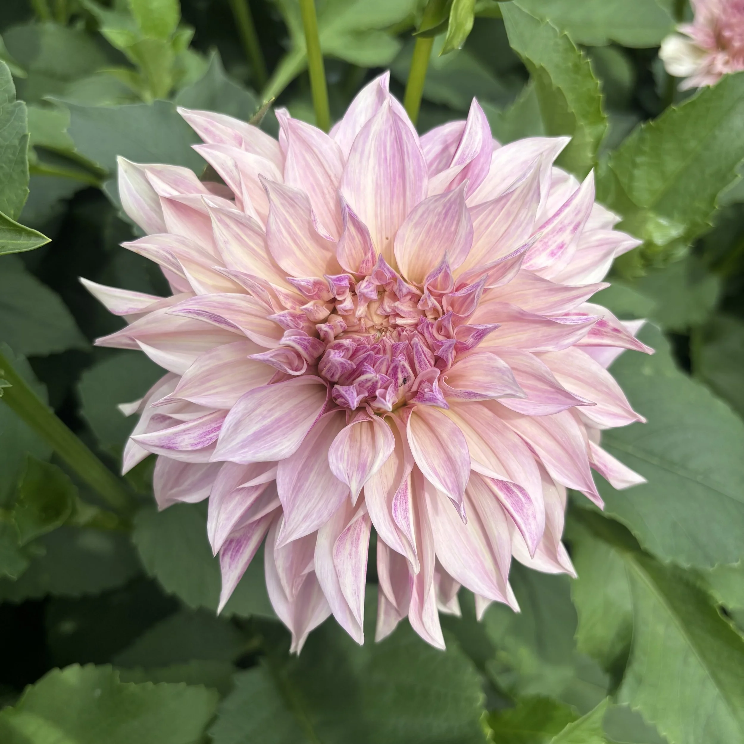 Cafe Au Lait: 8-10" blooms on 36-48" tall plants
