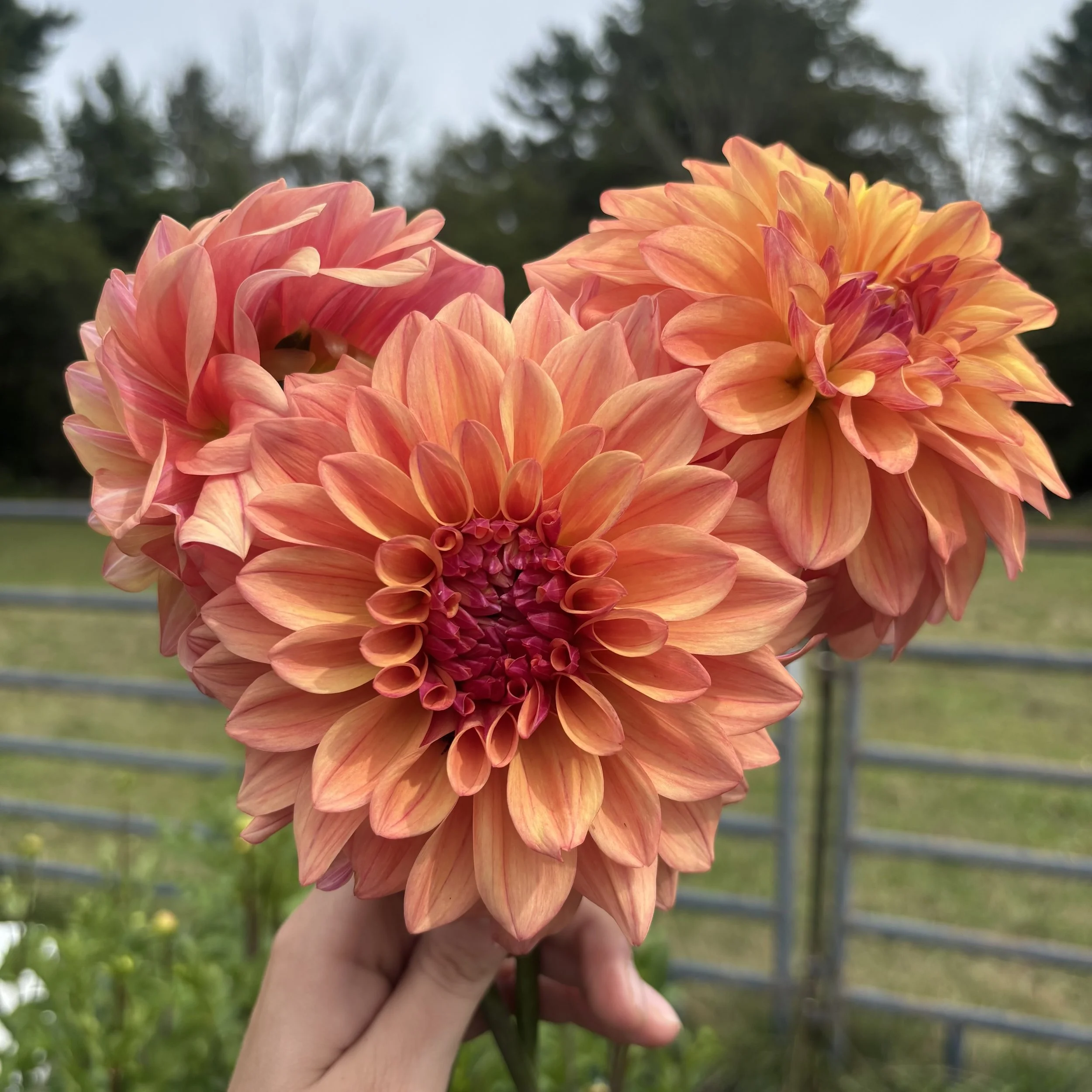 Ferncliff Copper: 4" blooms on 48-60" tall plants
