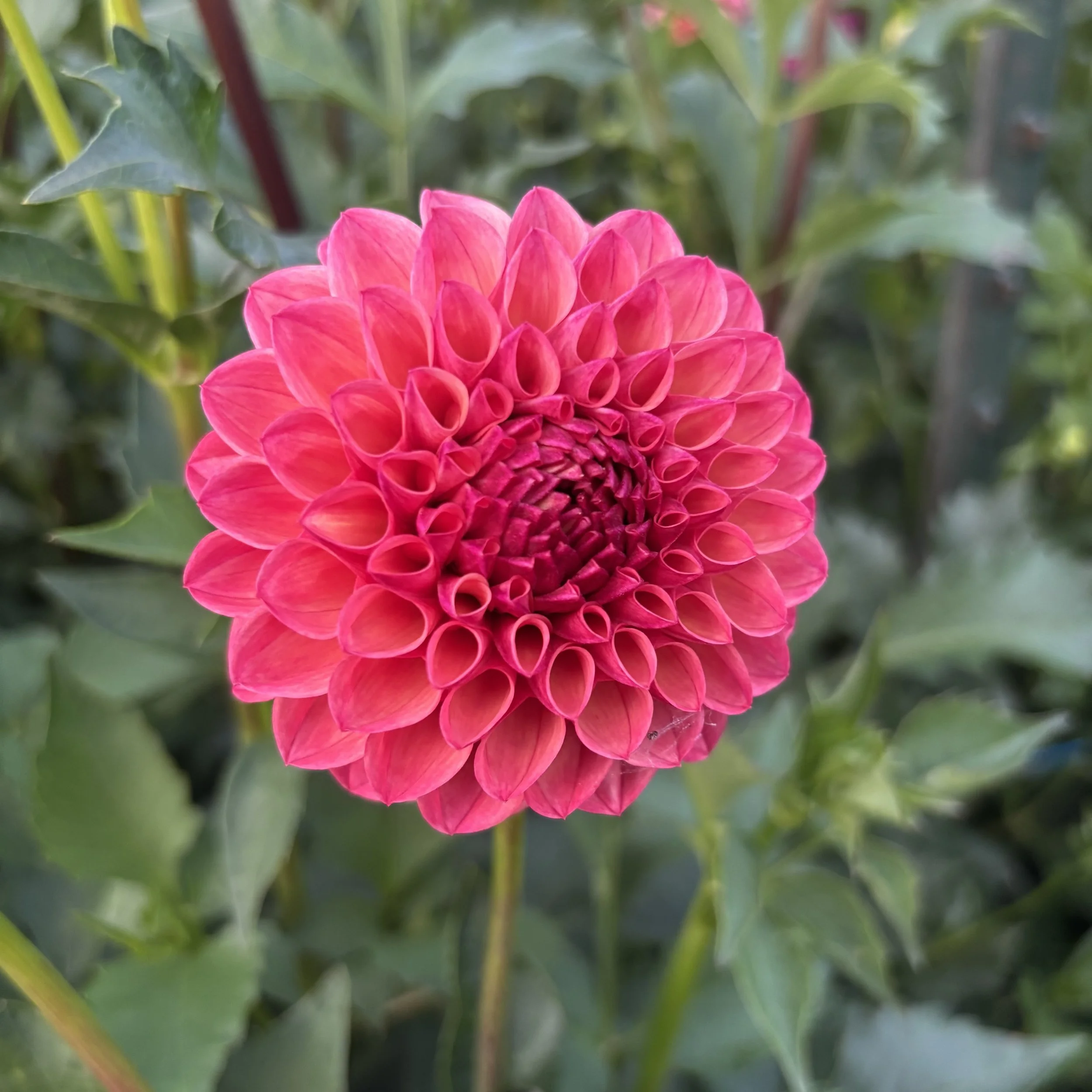 Cecil: 3" blooms on 48" tall plants