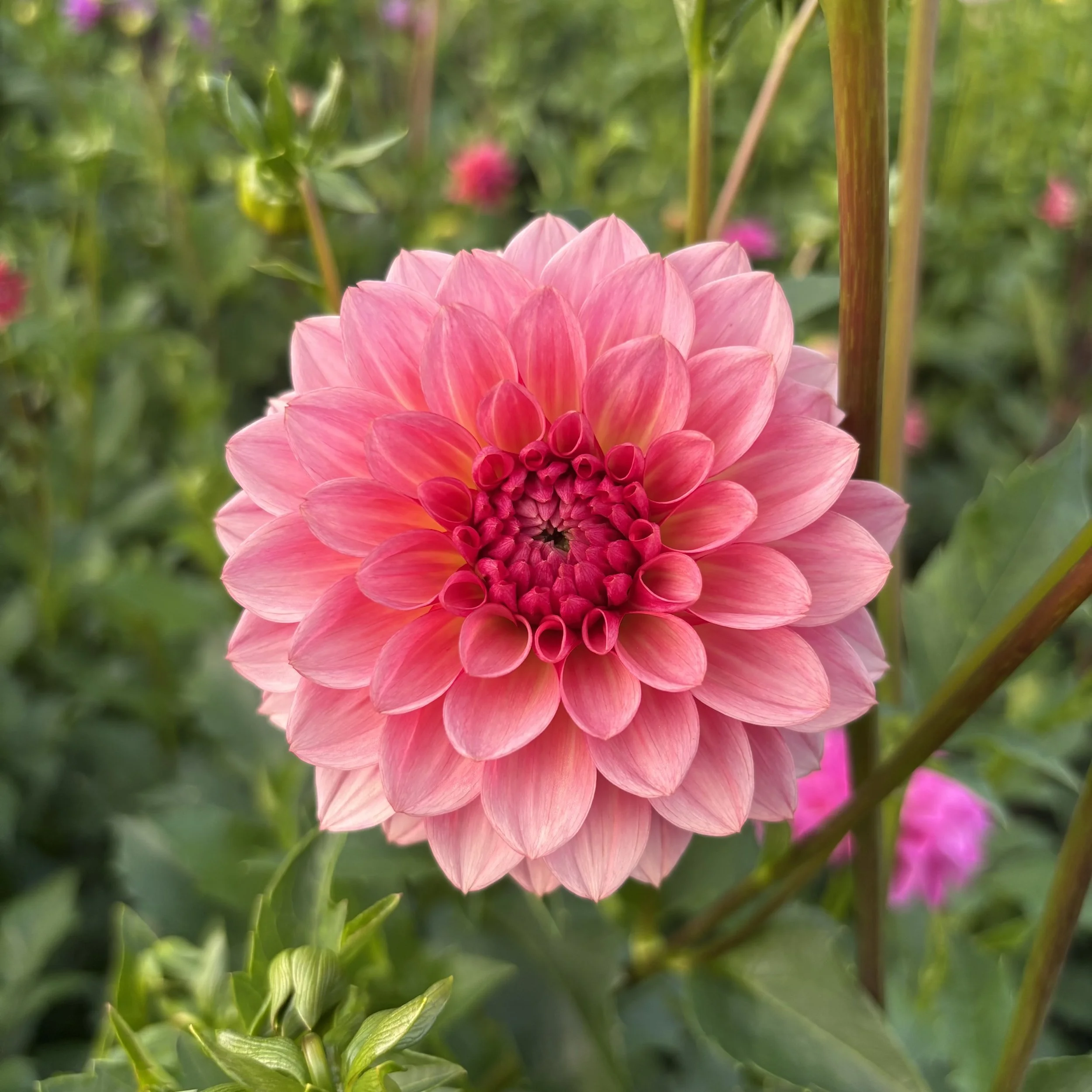 Jabberbox: 4" blooms on 48" tall plants