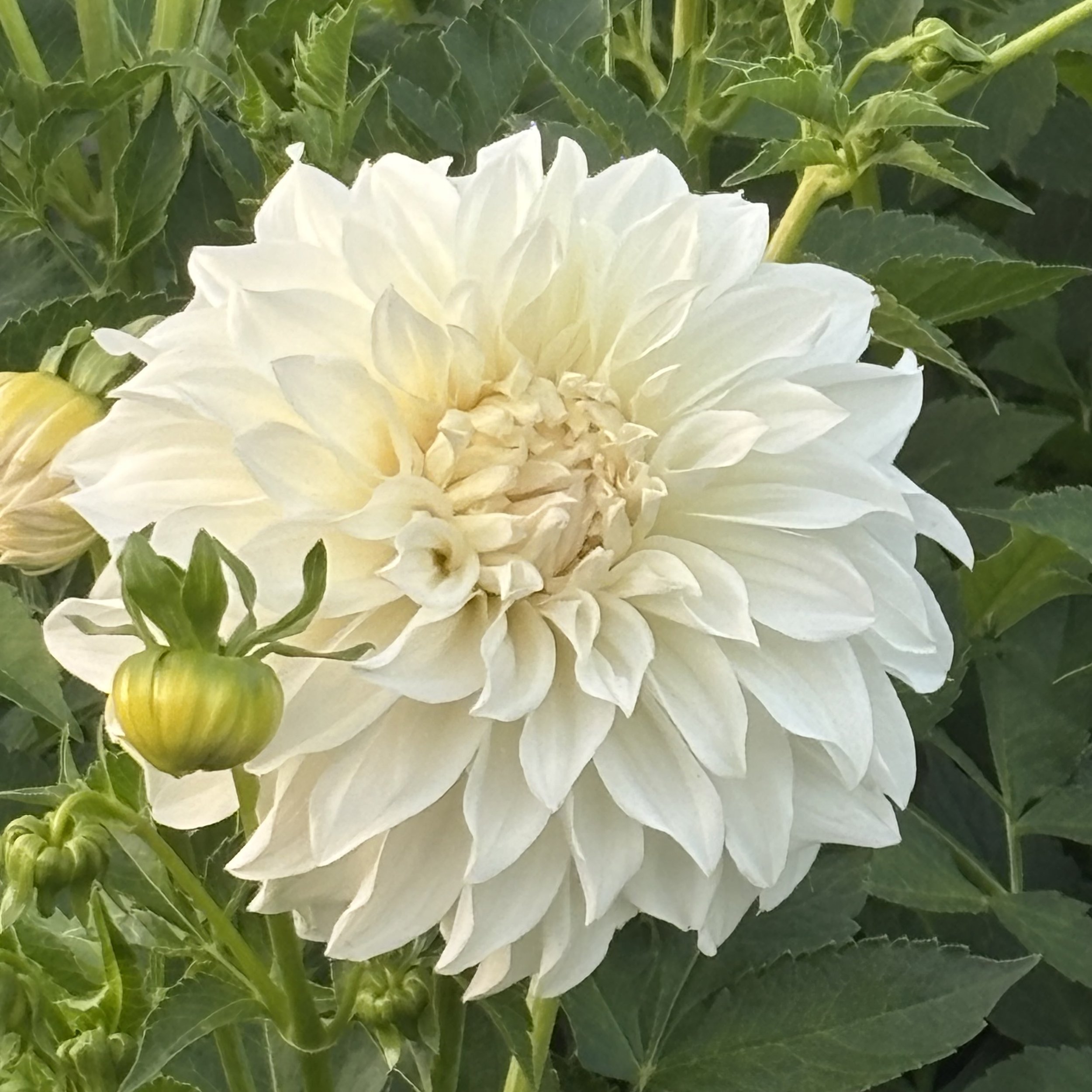 Sterling Silver: 6-8" blooms on 48" tall plants