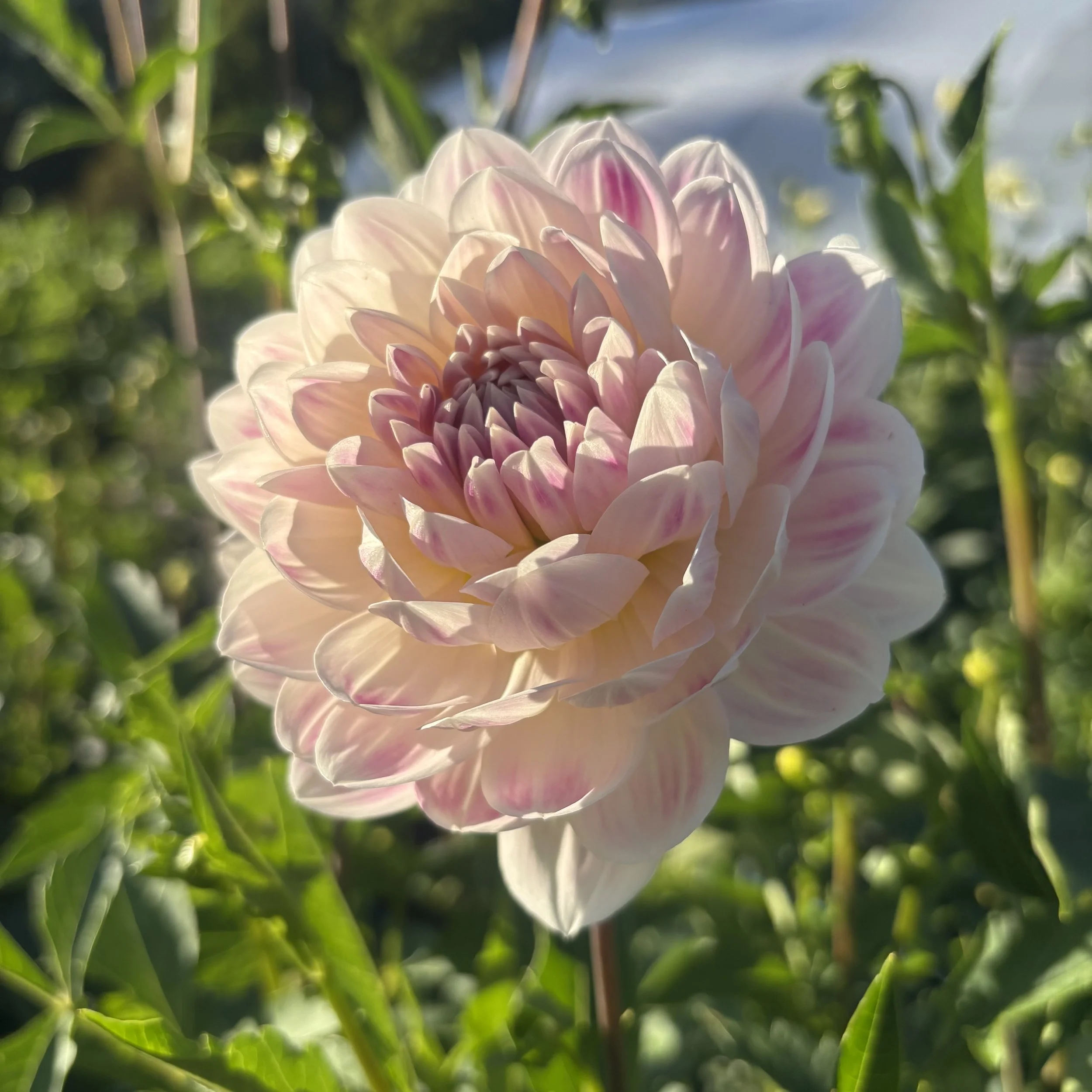 Kelgai Ann: 4" blooms on 36" tall plants