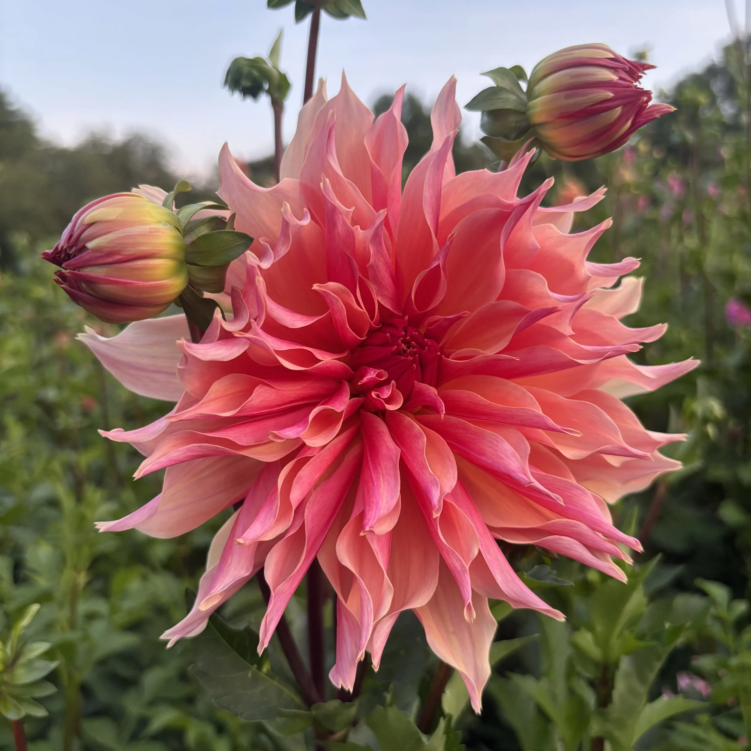 Labyrinth: 8-10" blooms on 36-48" tall plants