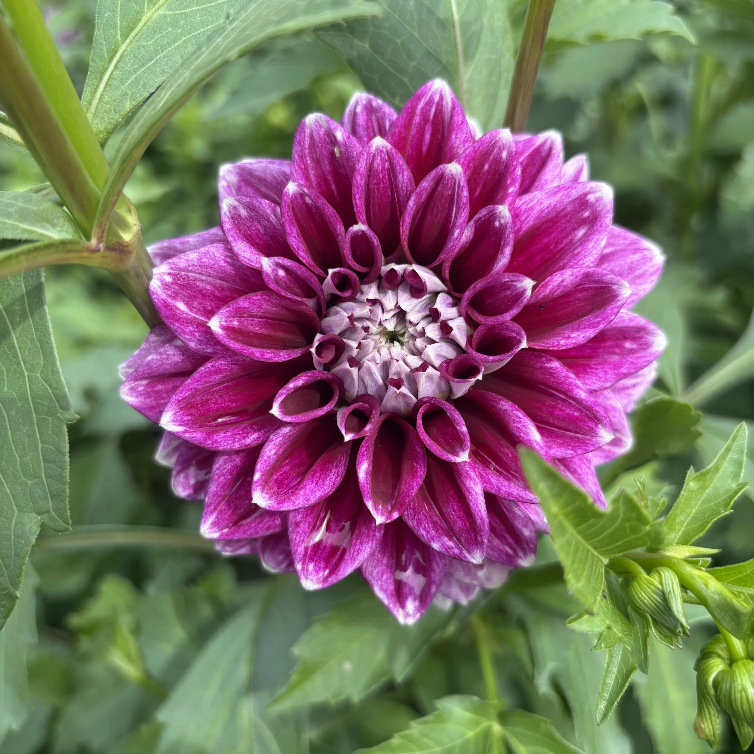 Coseytown Sugar Berry*