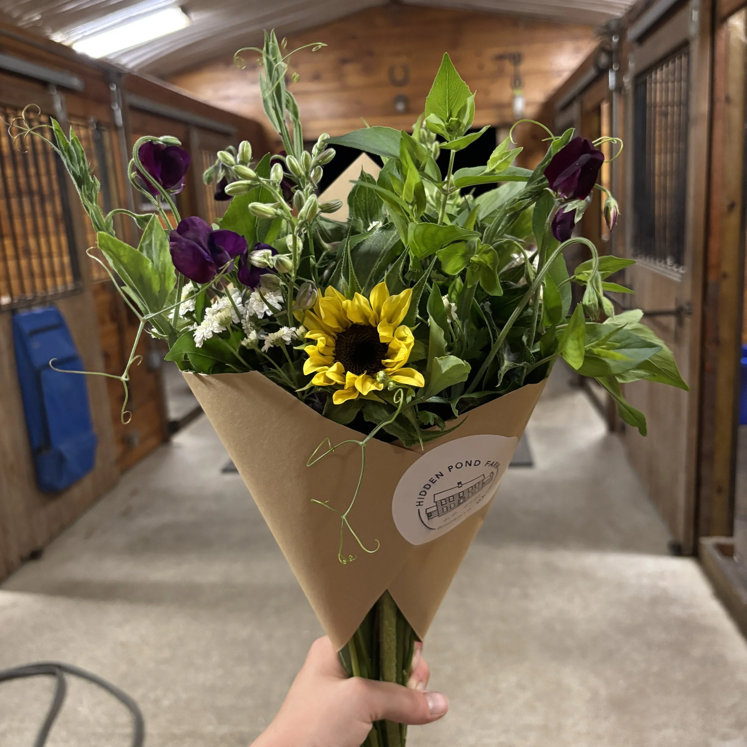 Sunflower 2.jpg