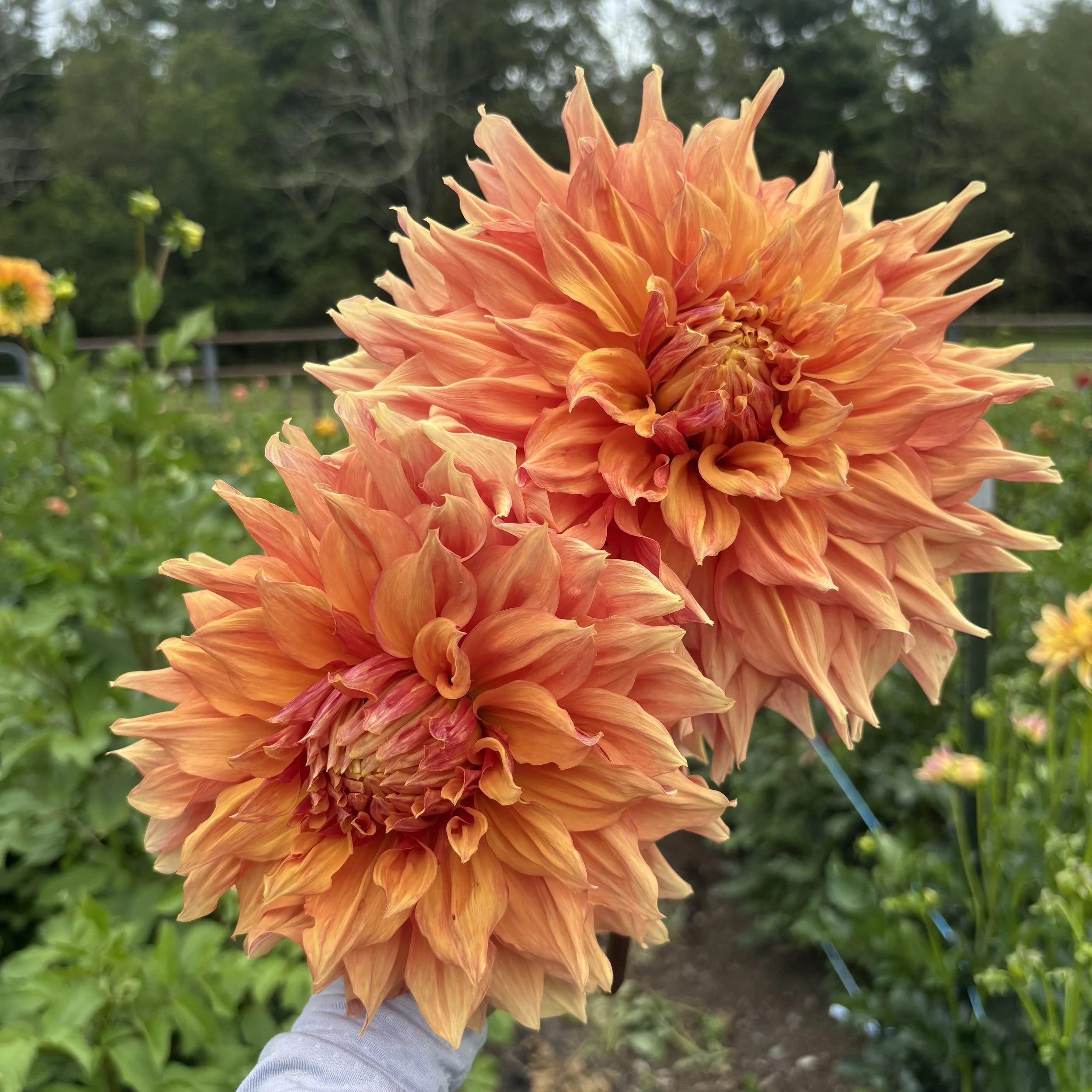 Ben Houston: 10+" blooms on 48-60" tall plants