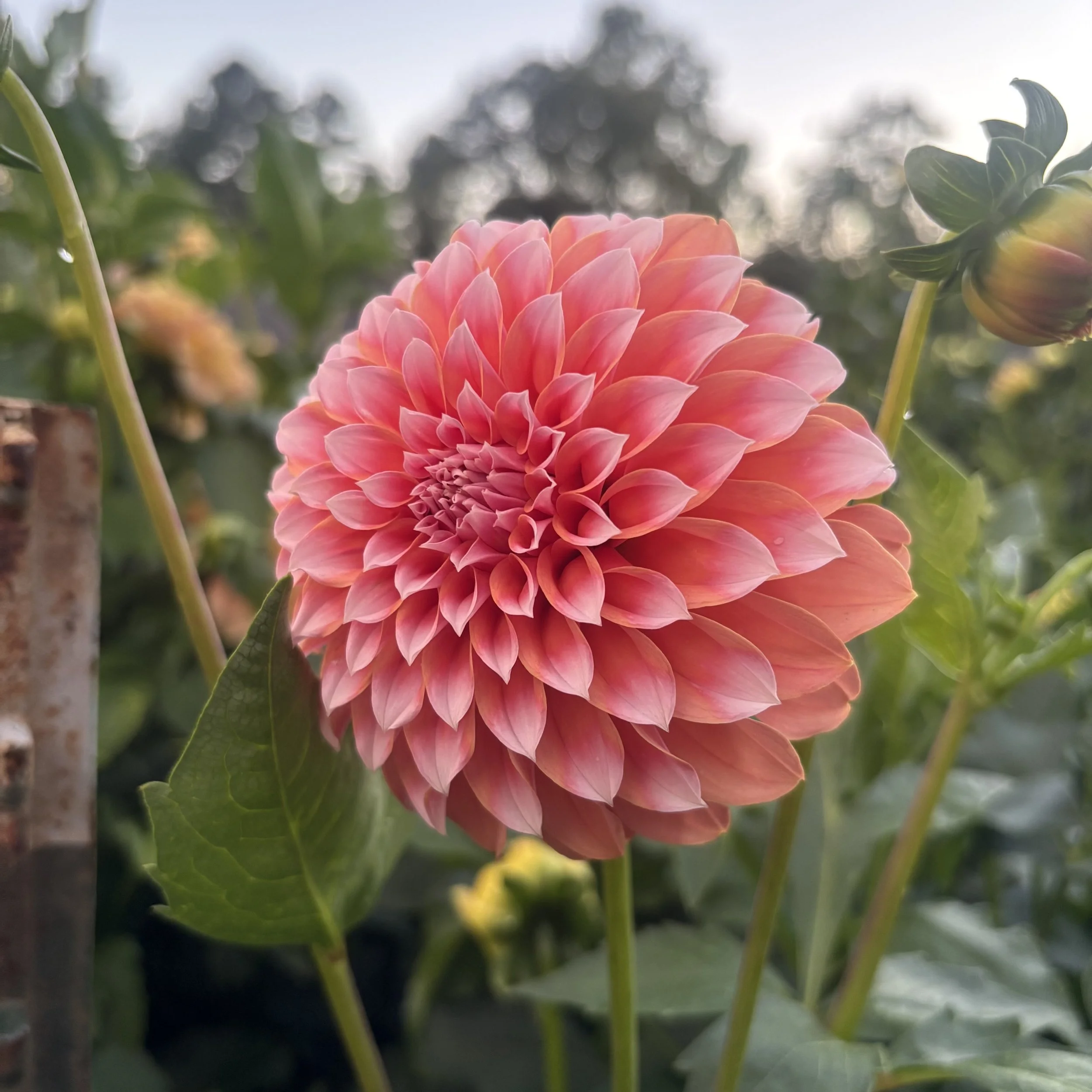 Peaches N Cream: 4" blooms on 36" tall plants