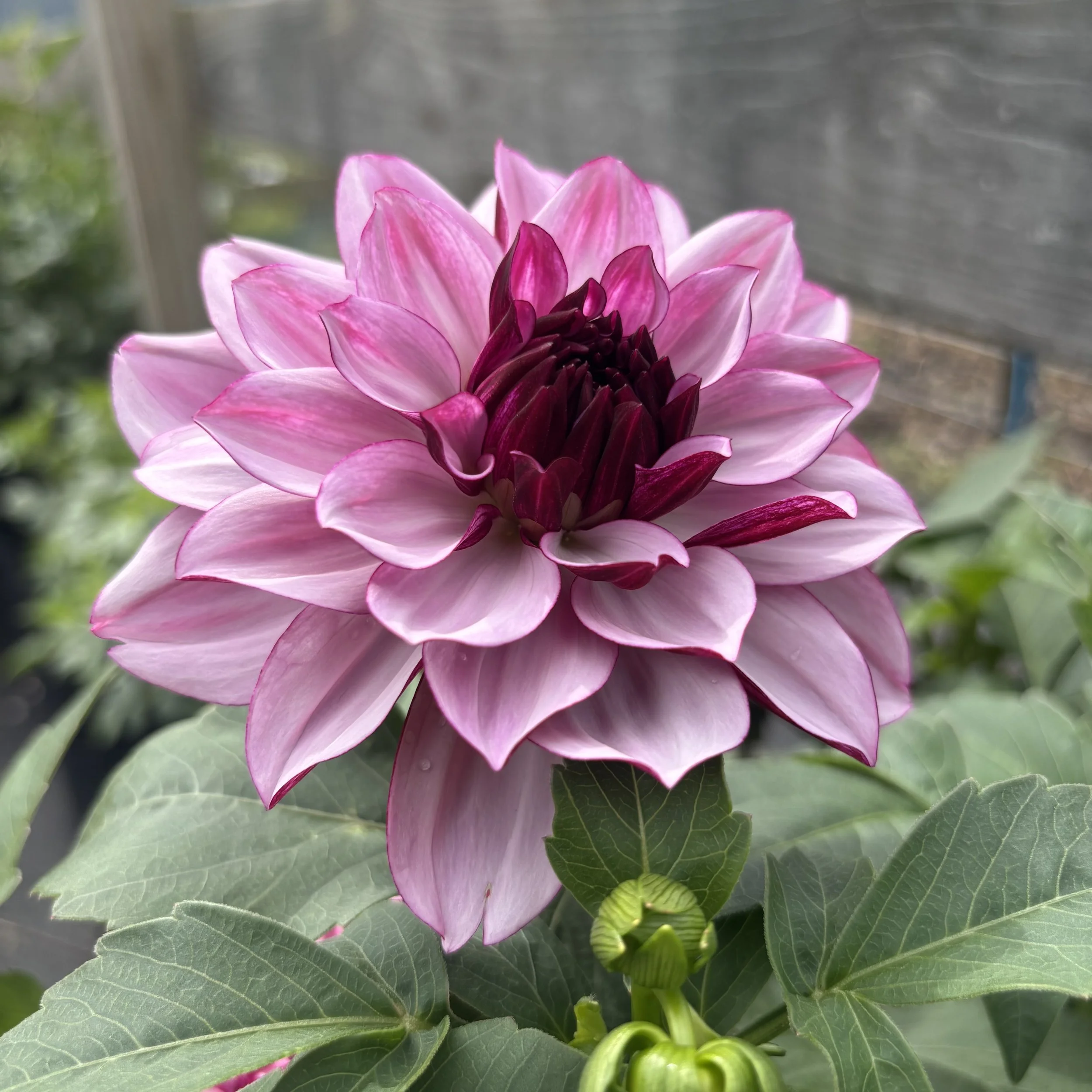 Creme De Cassis: 4" blooms on 24-30" tall plants