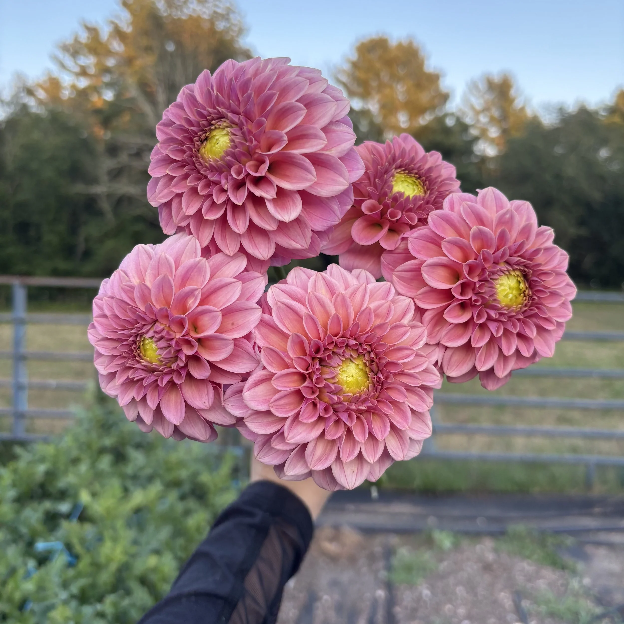 Rock Run Ashley: 3-4" blooms on 36-48" tall plants