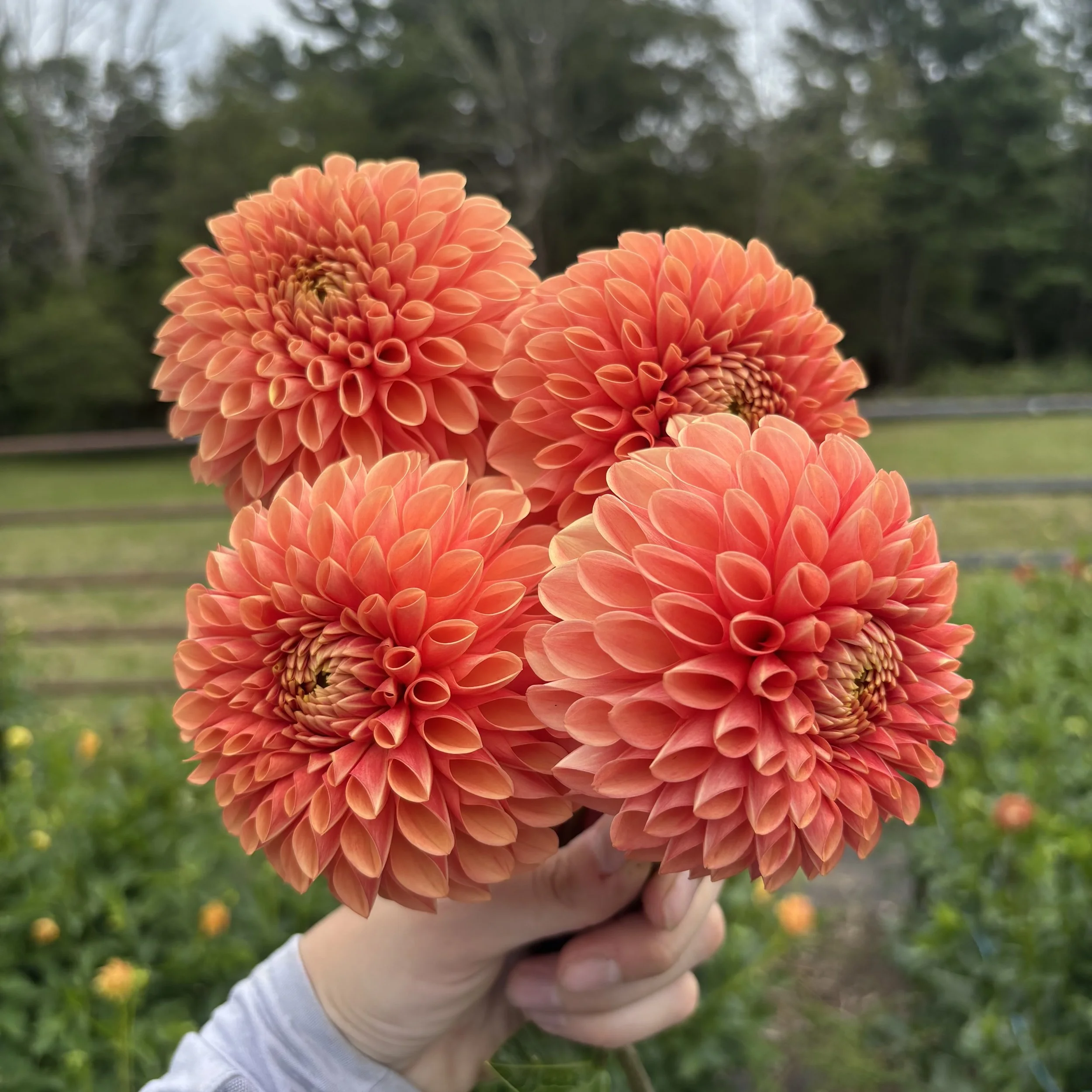 Jowey Linda: 4" blooms on 48" tall plants
