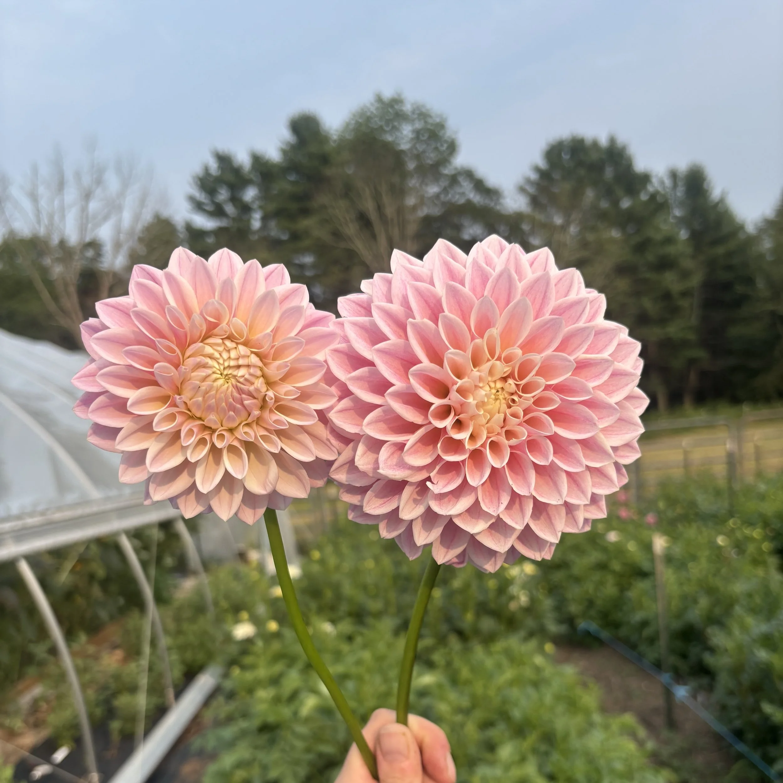 Coralie: 5" blooms on 48" tall plants