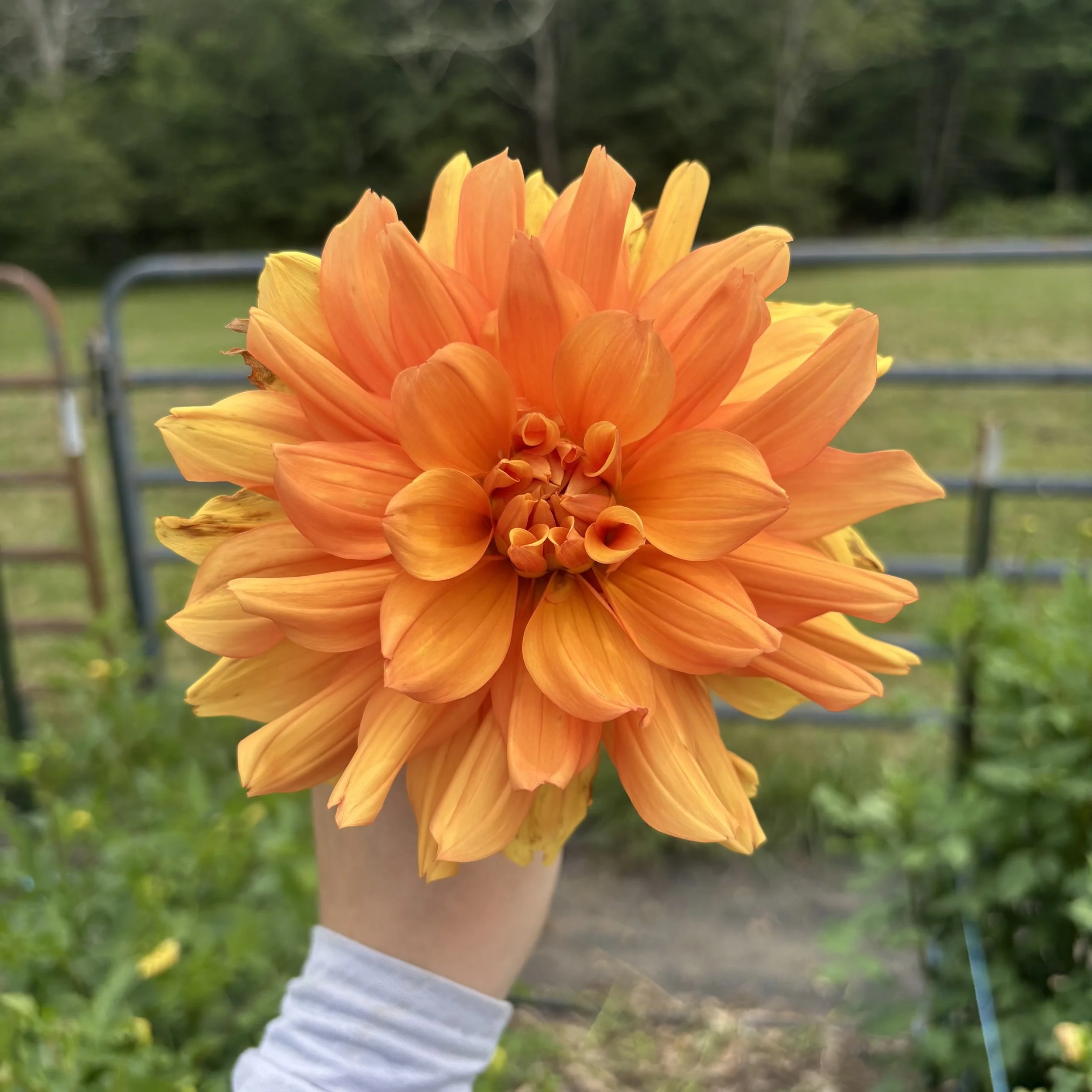 Andrew Charles: 5" blooms on 48" tall plants
