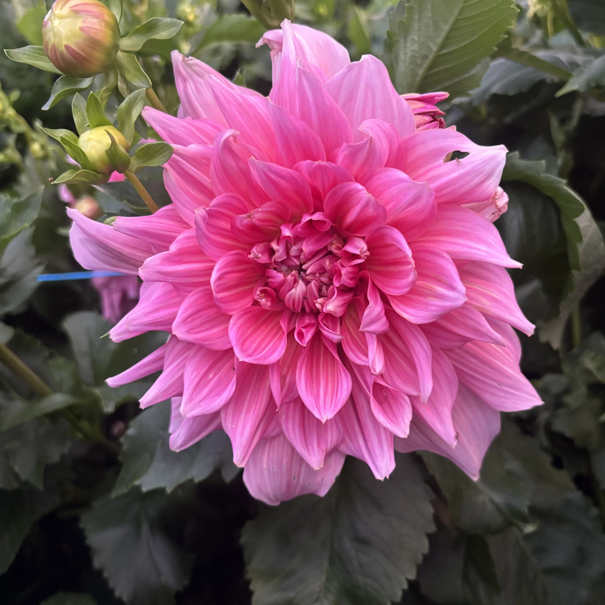 Otto's Thrill: 8-10" blooms on 36" tall plants