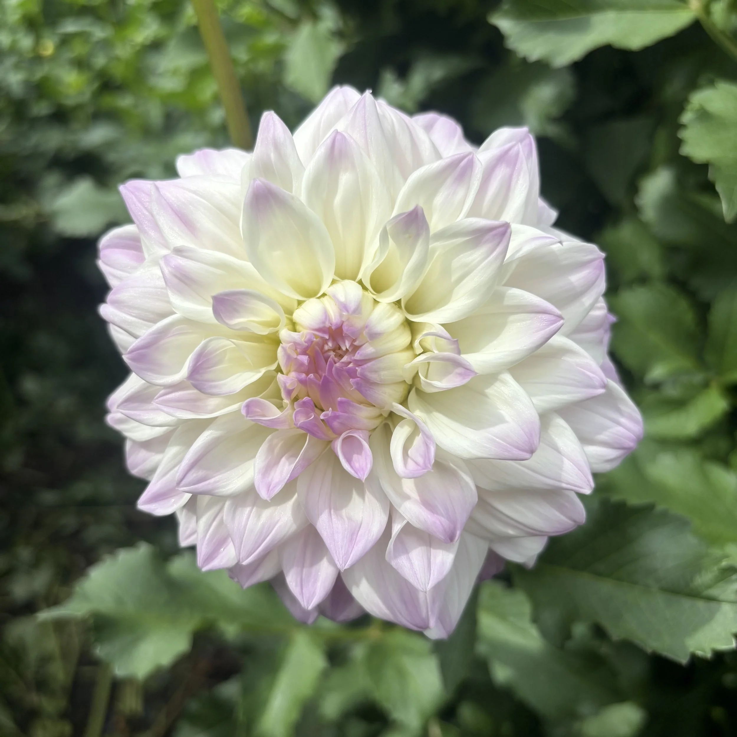 Who Me?: 6-8" blooms on 60" tall plants