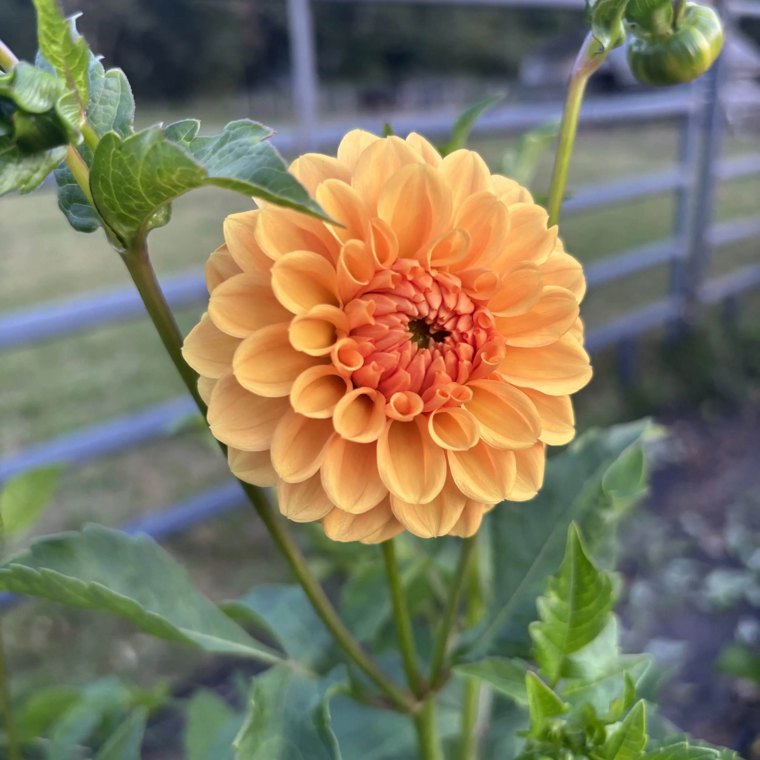 Golden Scepter: 3" blooms on 36-48" tall plants