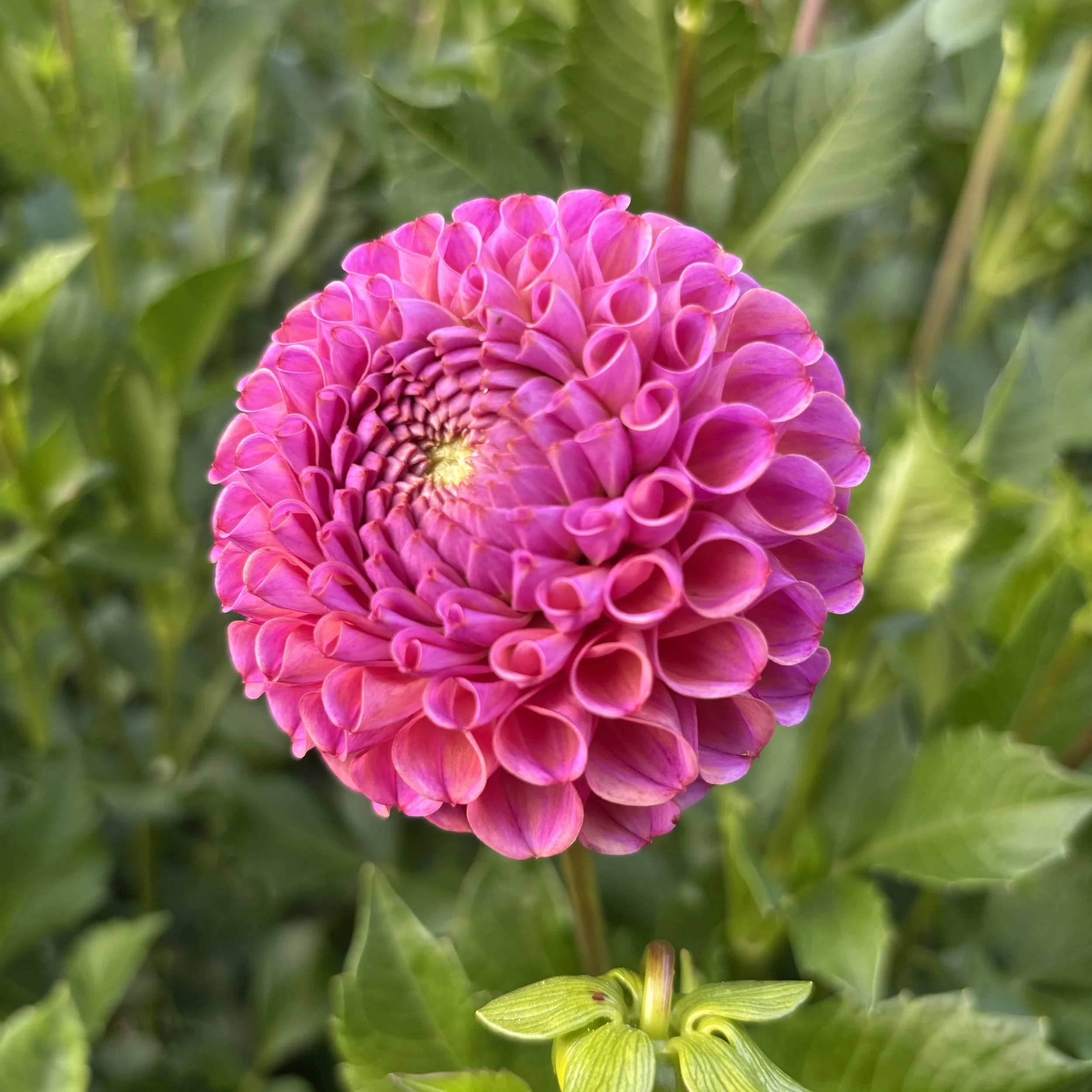 Caitlin's Joy: 3-4" blooms on 48" tall plants