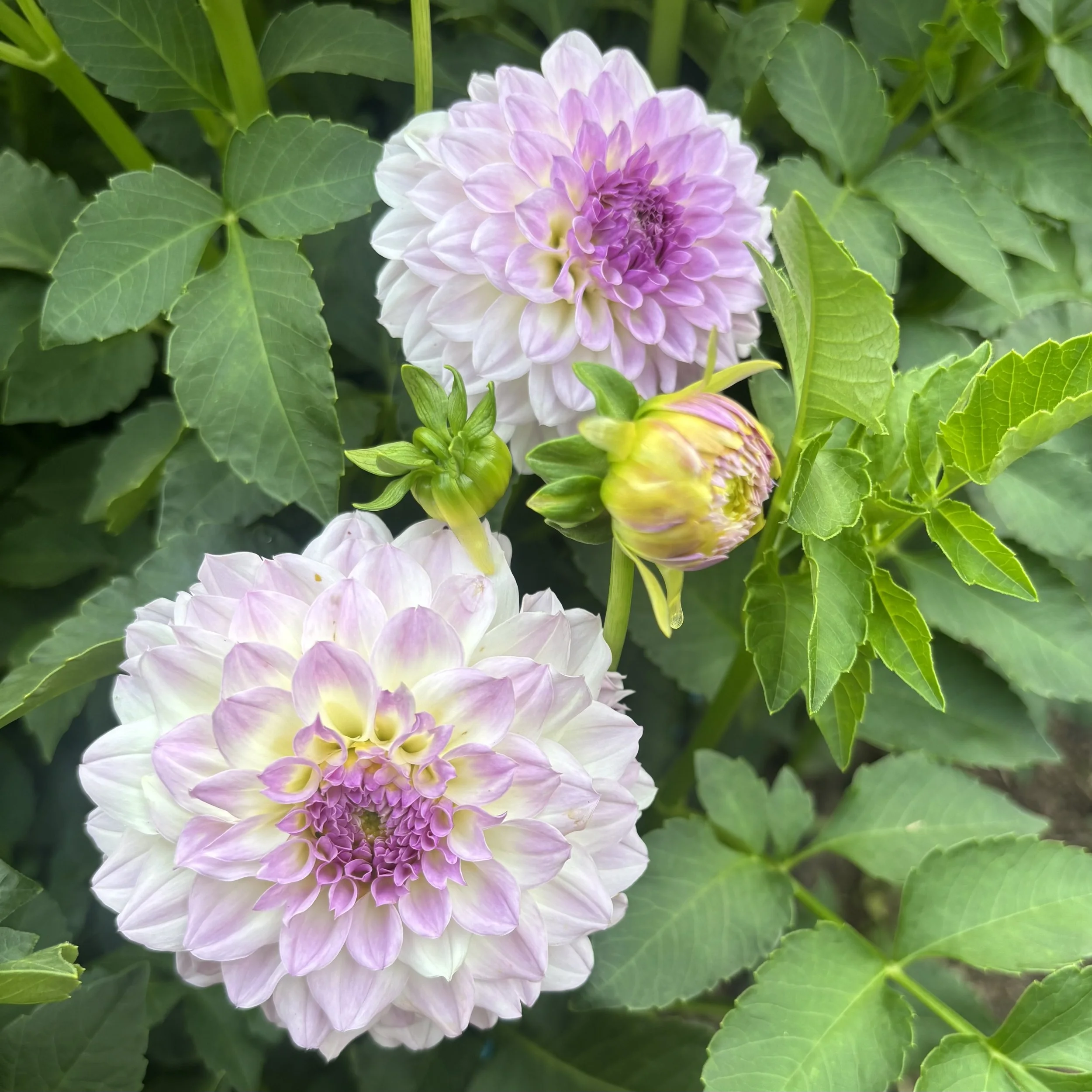 Bistro: 3-4" blooms on 36-48" tall plants