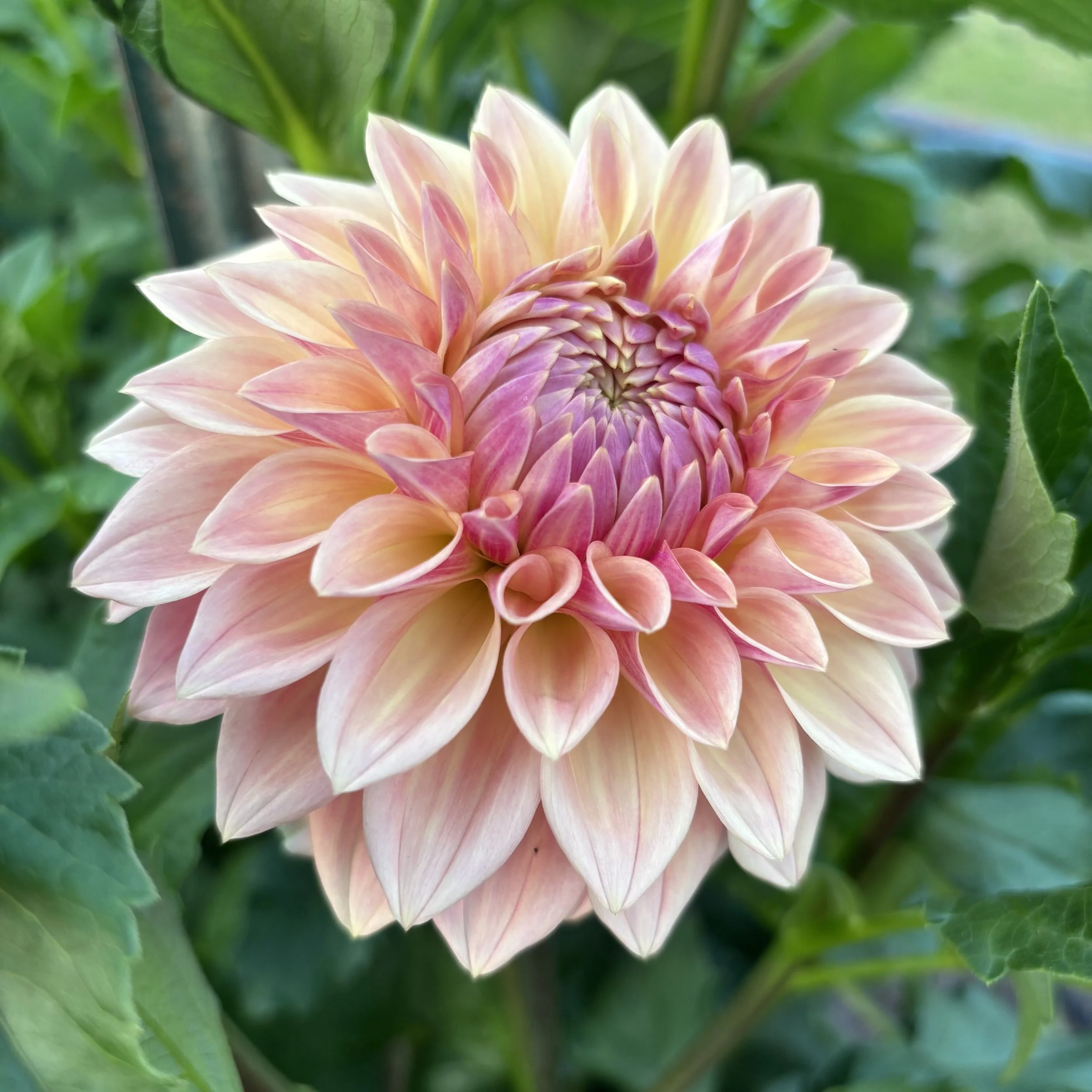 Bloomquist Alan: 5" blooms on 48" tall plants