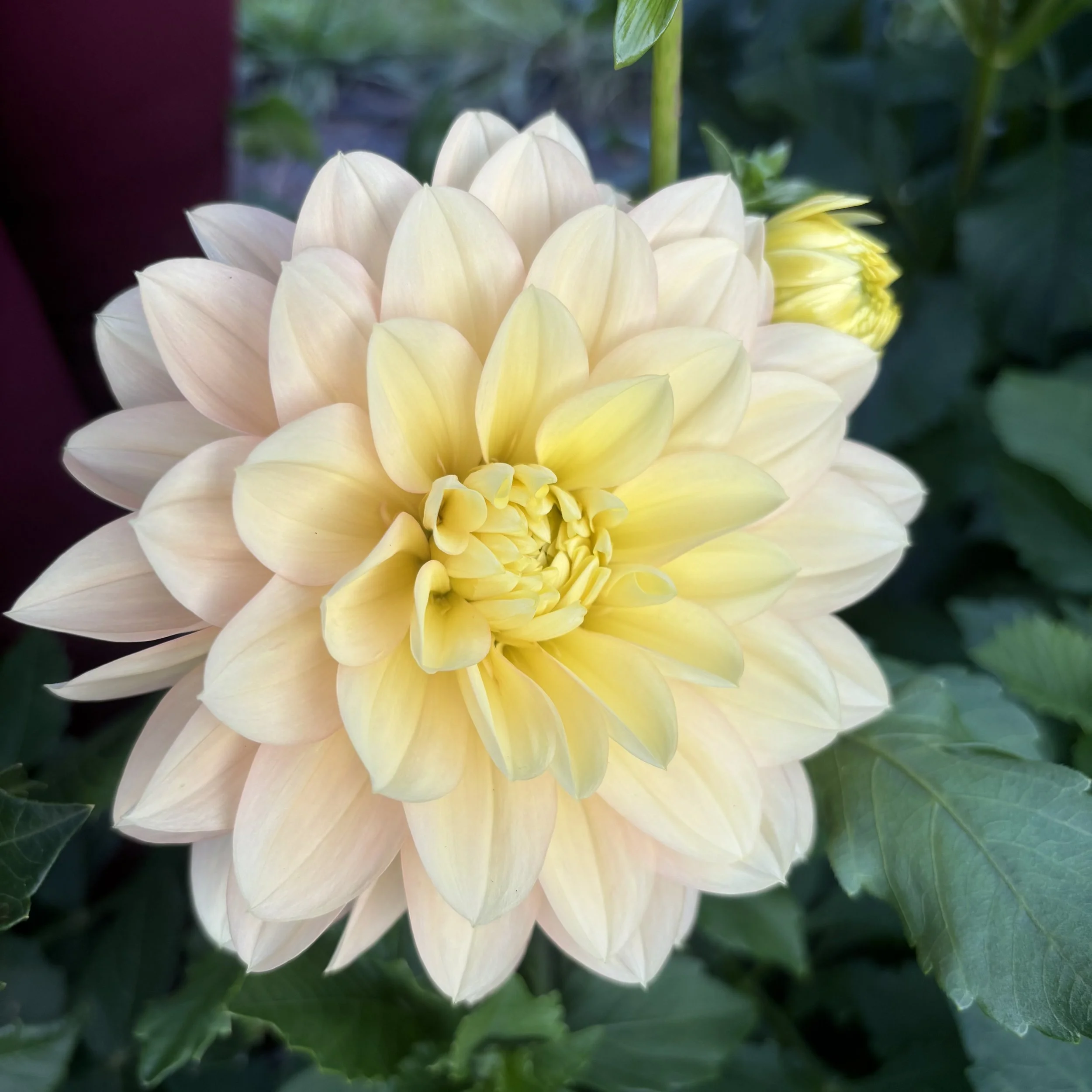 Daydreamer: 4" blooms on 48" tall plants