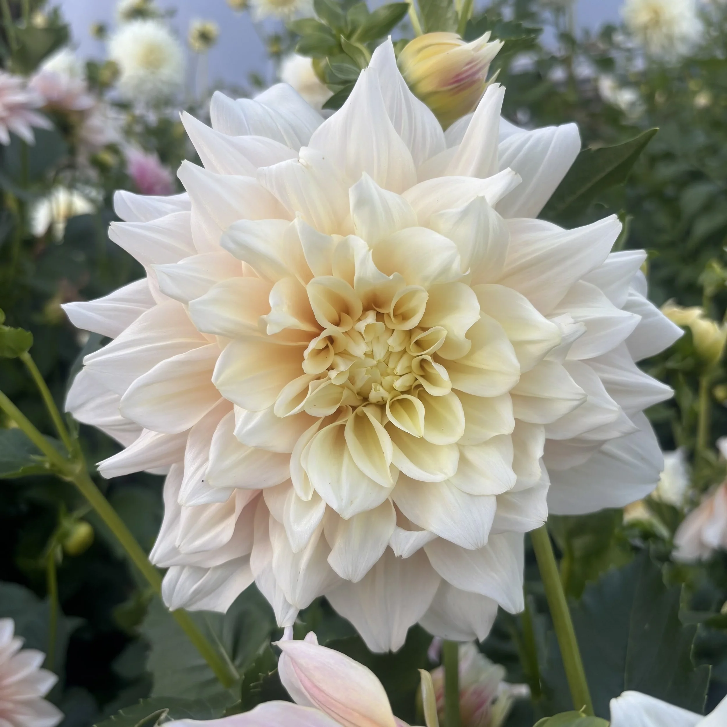 Break Out: 8-10" blooms on 36" tall plants