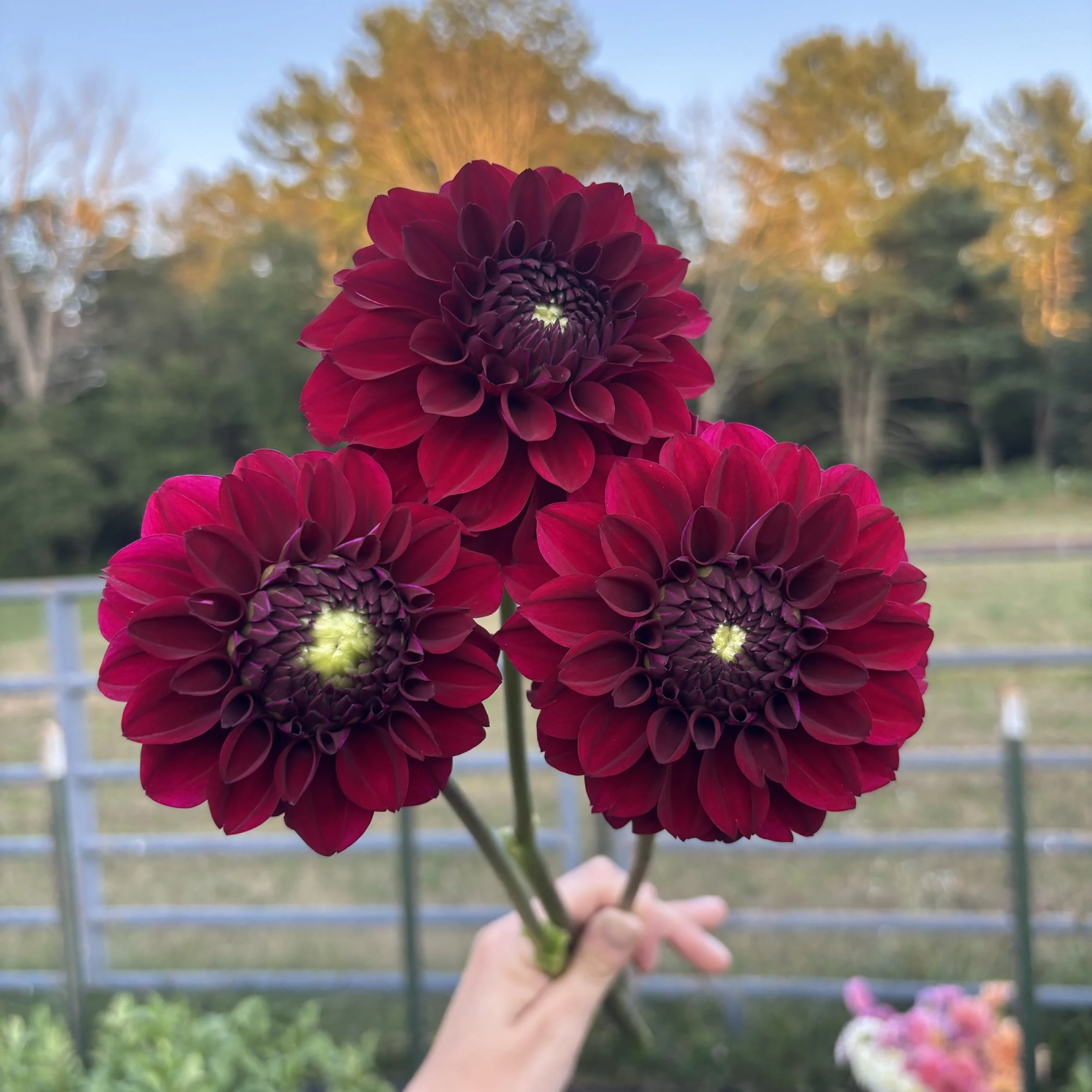 Coseytown Lois Lane*