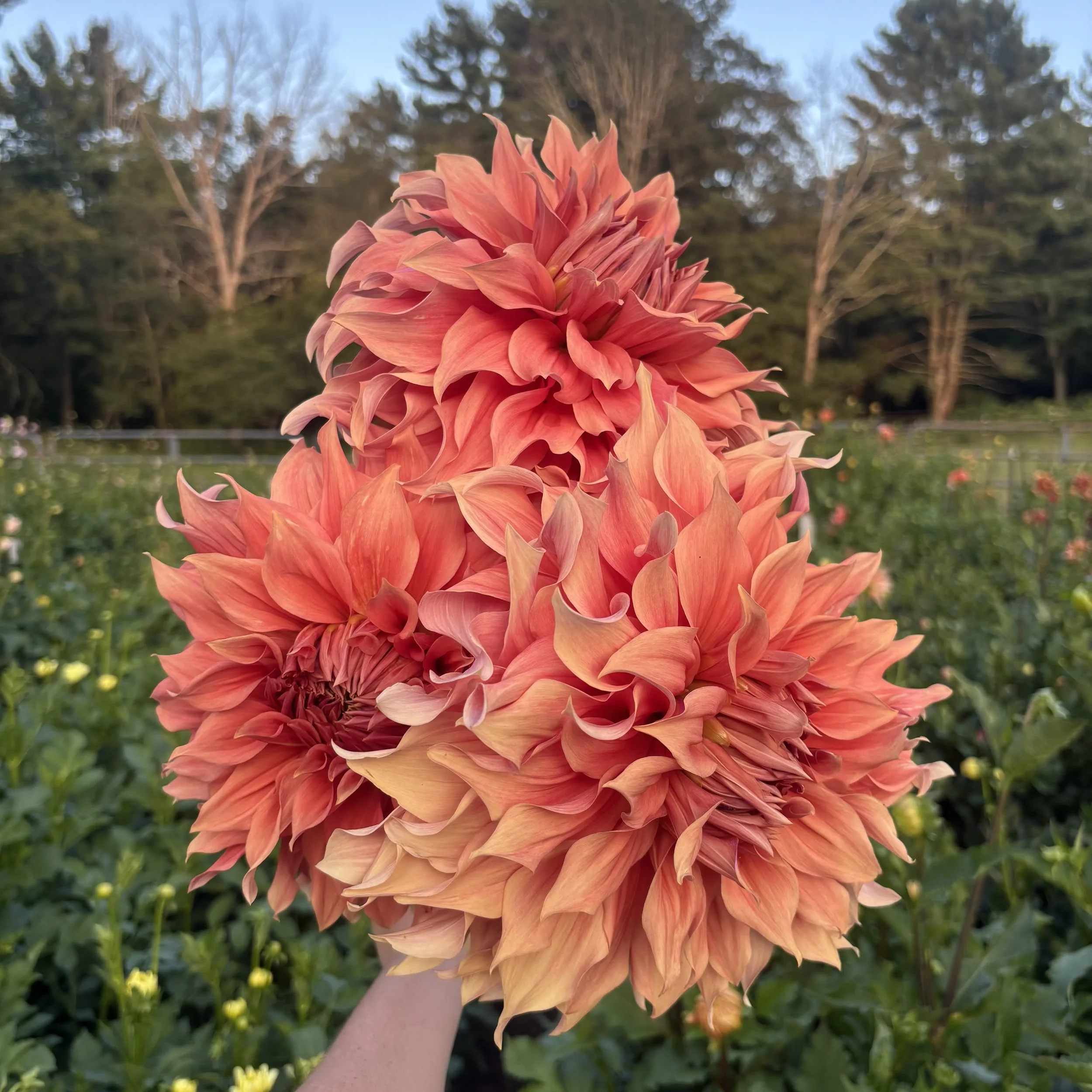 Sierra Glow: 8+" blooms on 48" tall plants