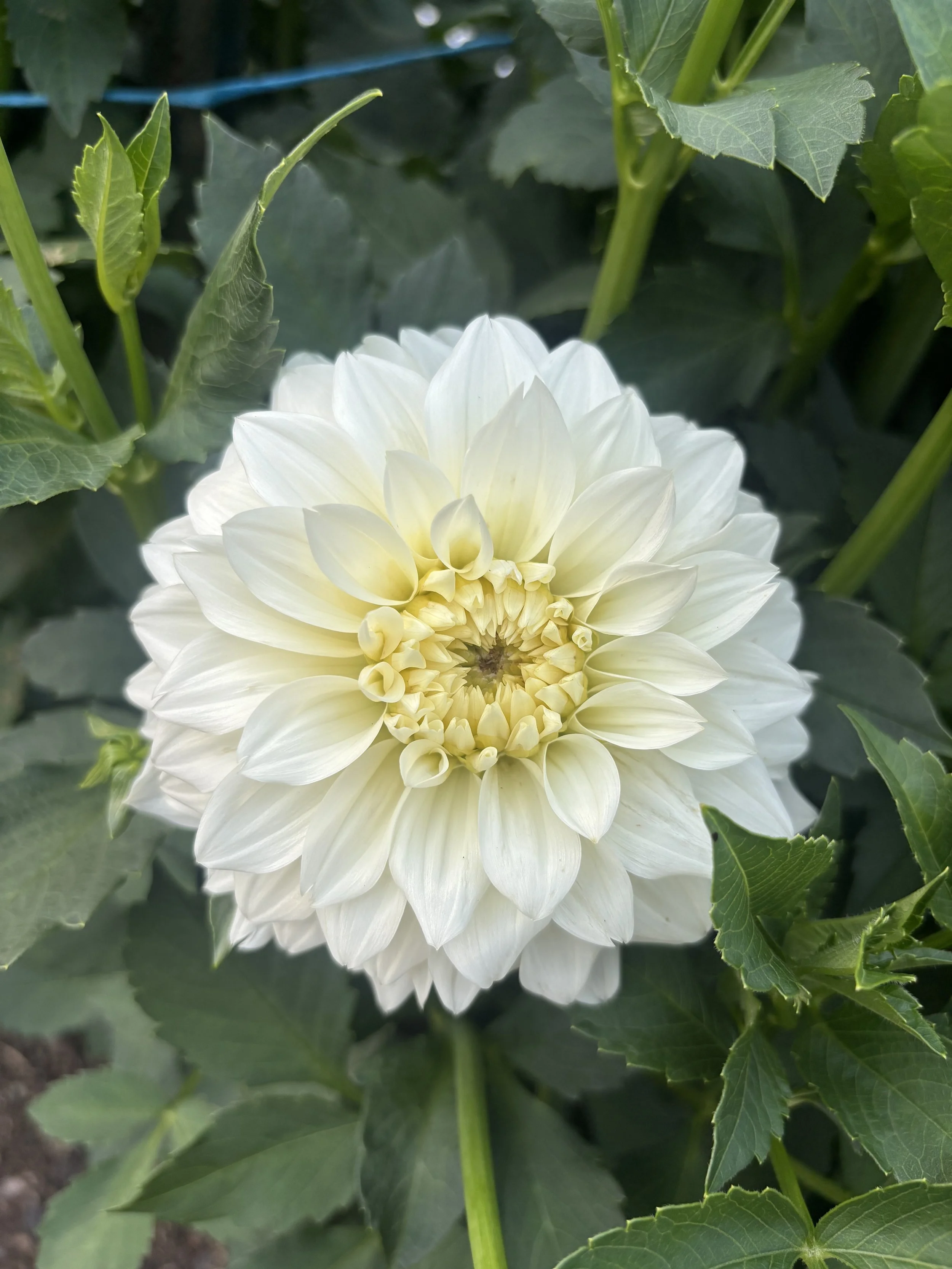 Coseytown Early Girl*